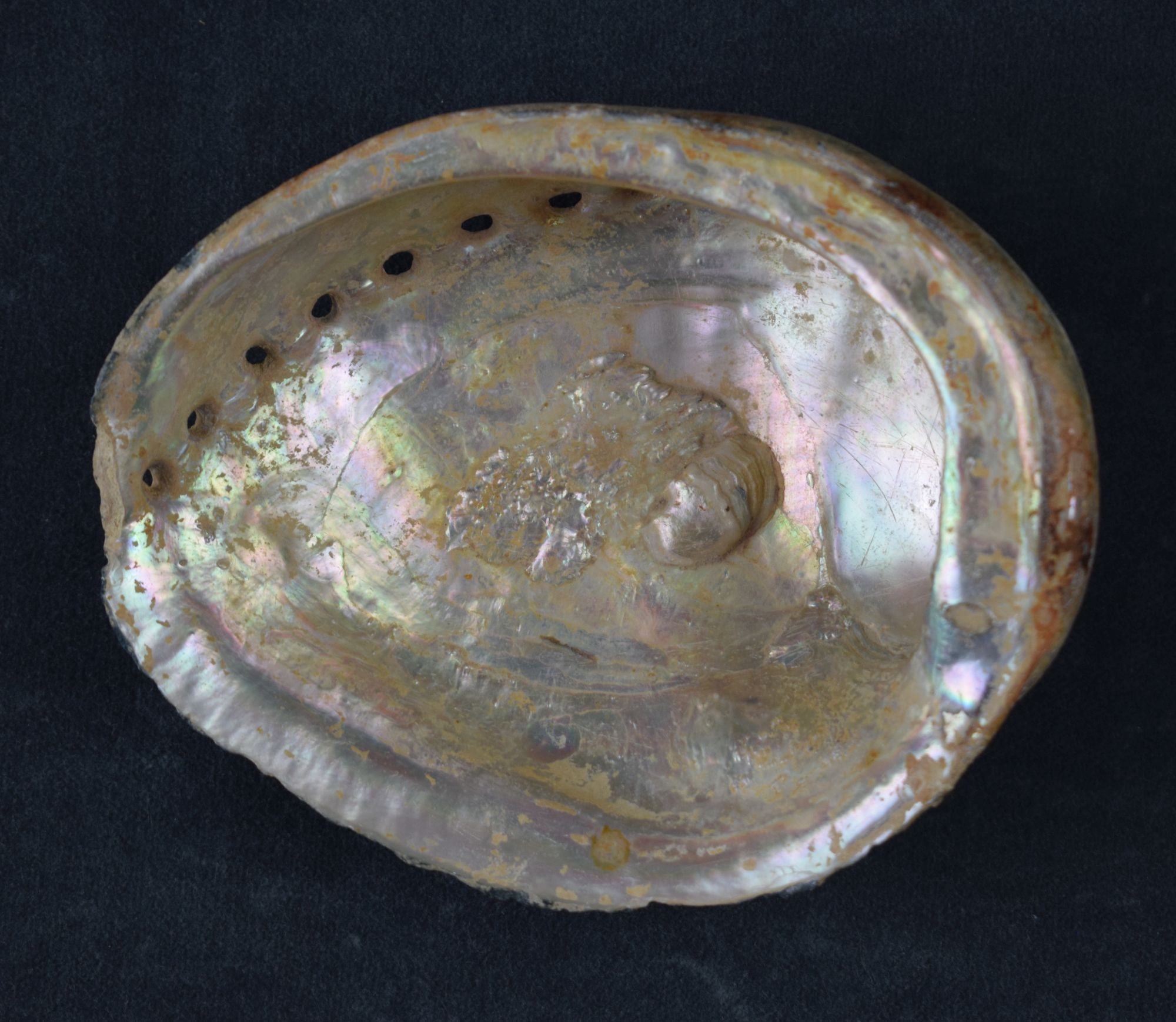 Schneckengehäuse eines Meerohrs (Perlmutter- und Heimatmuseum Adorf CC BY-NC-SA)