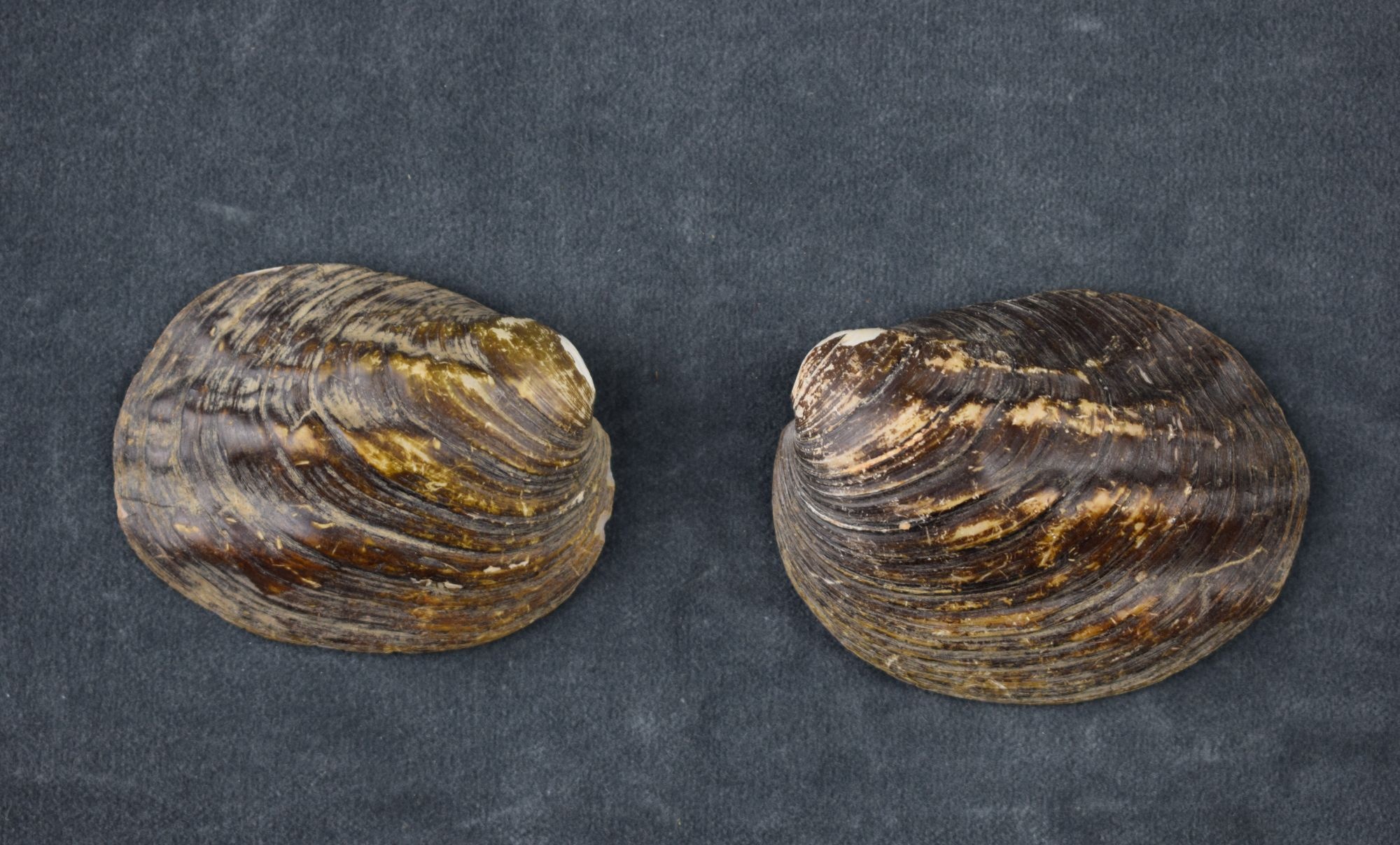 Muschelschalenhälfte einer Süßwassermuschel (Perlmutter- und Heimatmuseum Adorf CC BY-NC-SA)