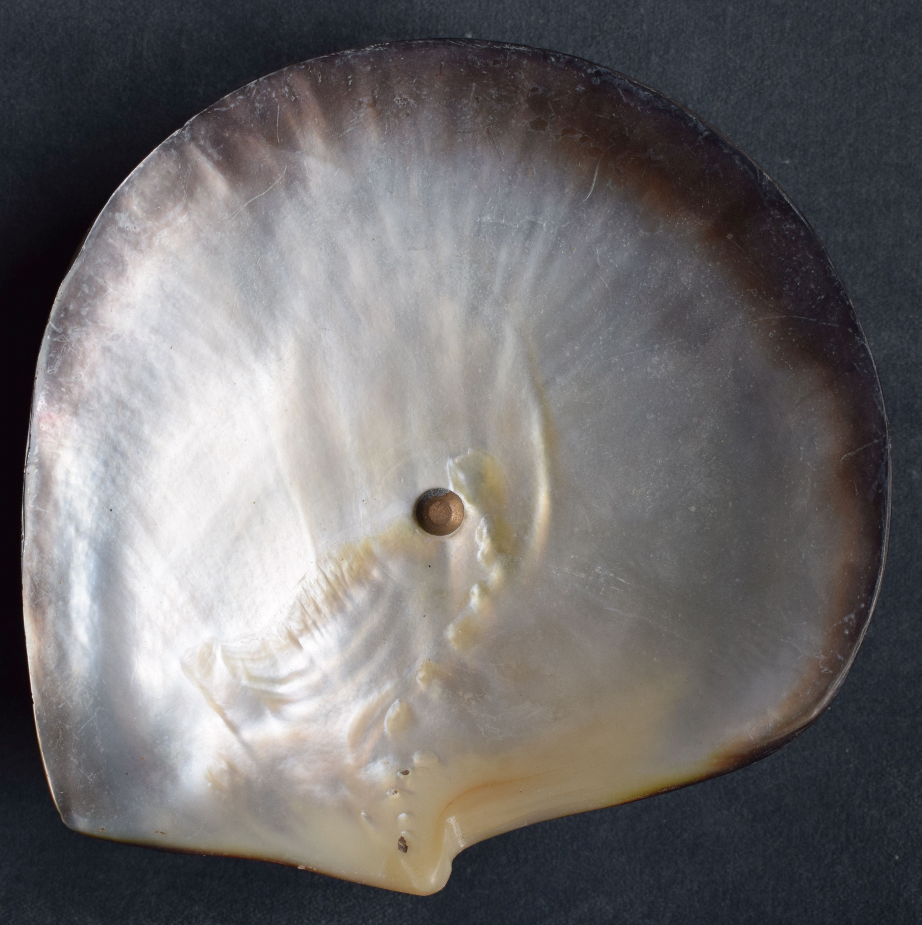 Schale aus einer Muschelschale (Perlmutter- und Heimatmuseum Adorf CC BY-NC-SA)