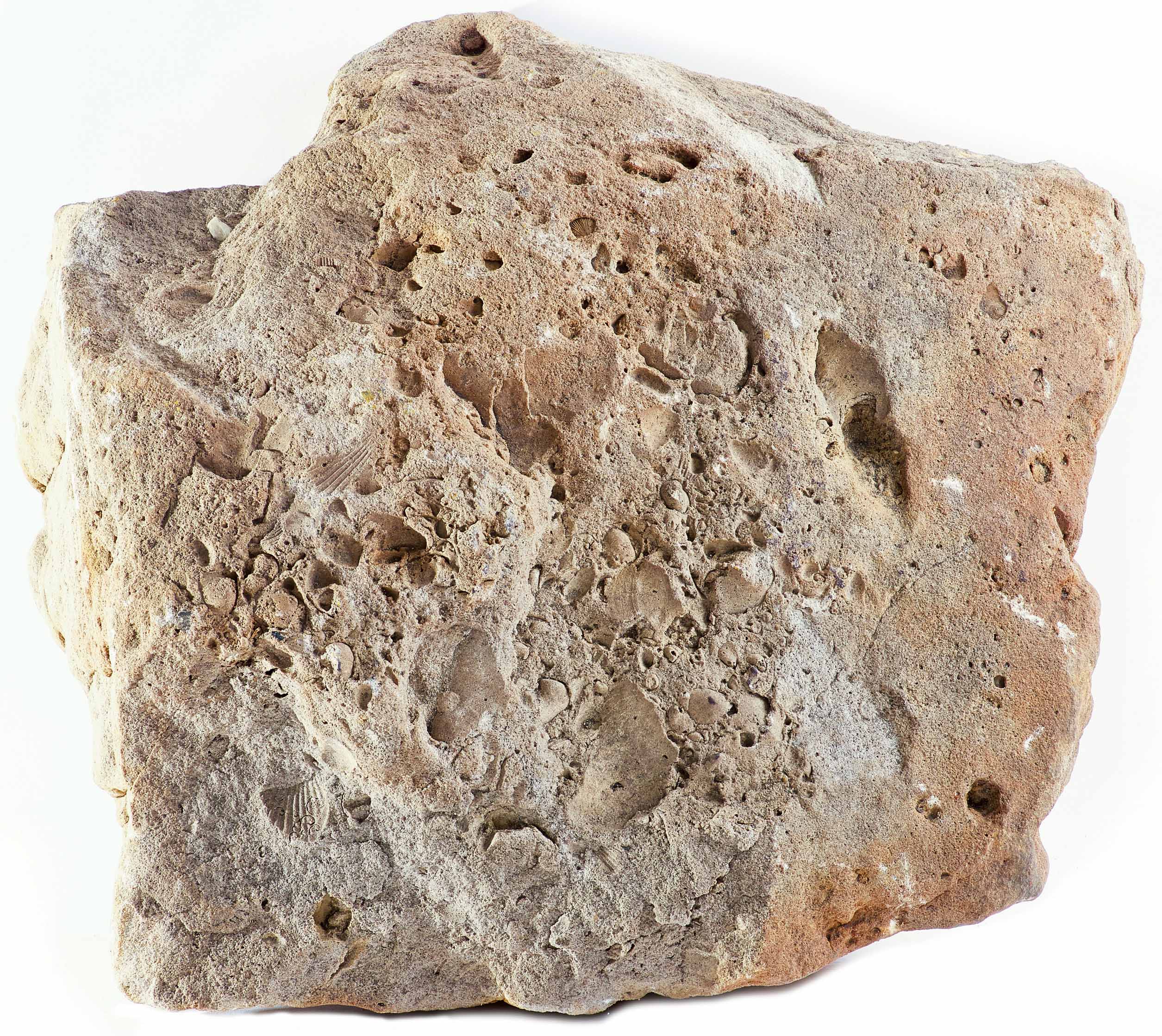 Sandstein mit zahlreichen, marinen Fossilien (Museum der Westlausitz Kamenz CC BY-NC-SA)
