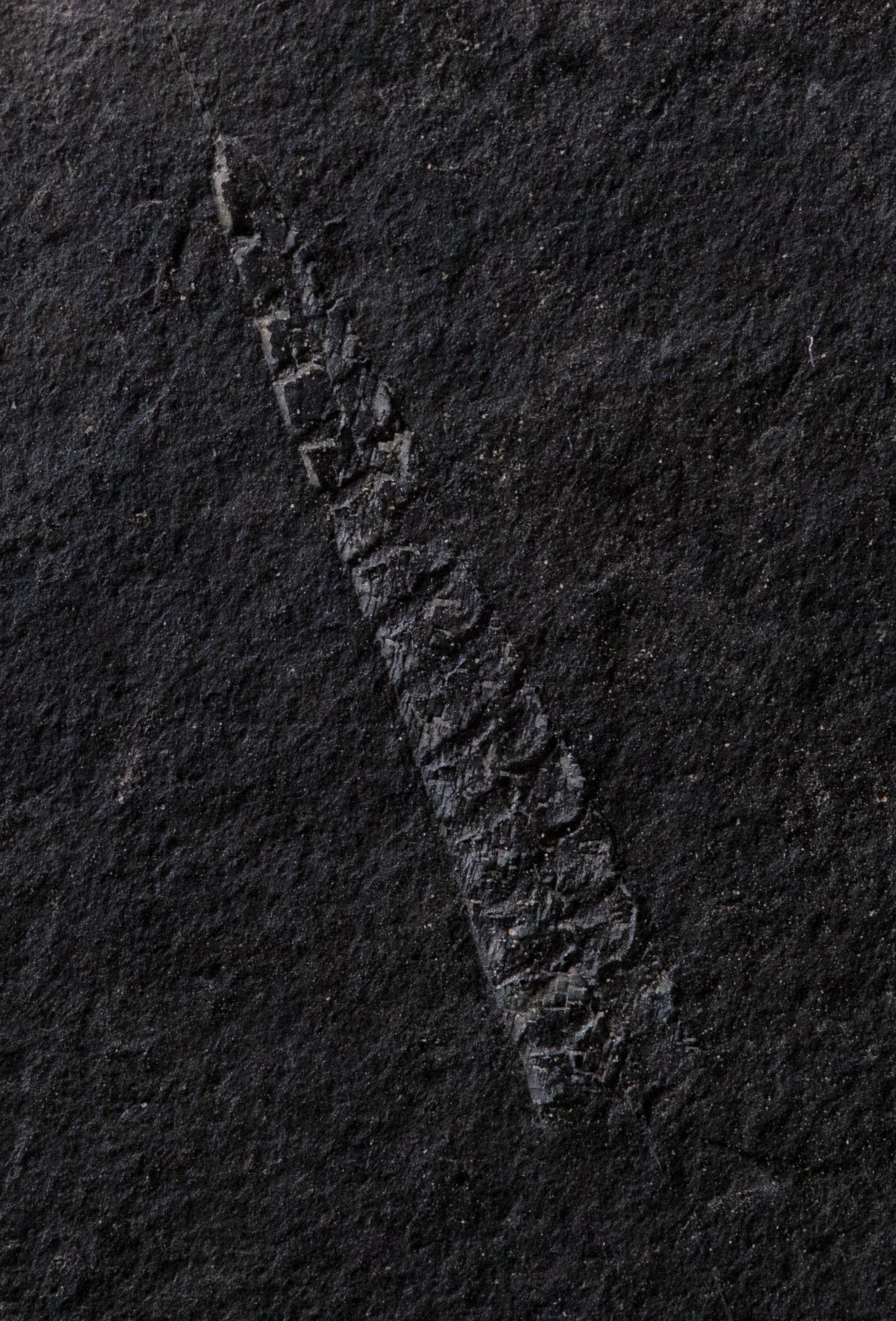 Graptolithen (Normalograptus medius) (Museum der Westlausitz Kamenz CC BY-NC-SA)