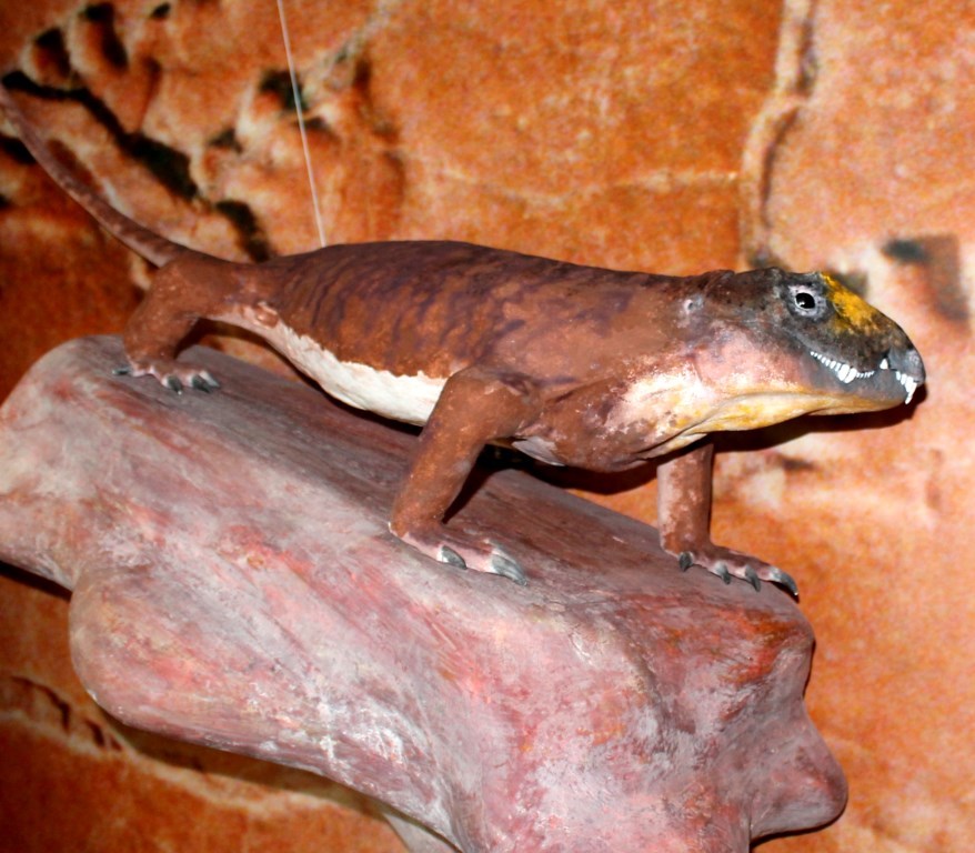 Panthelosaurus saxonicus (Museum für Naturkunde Chemnitz RR-F)