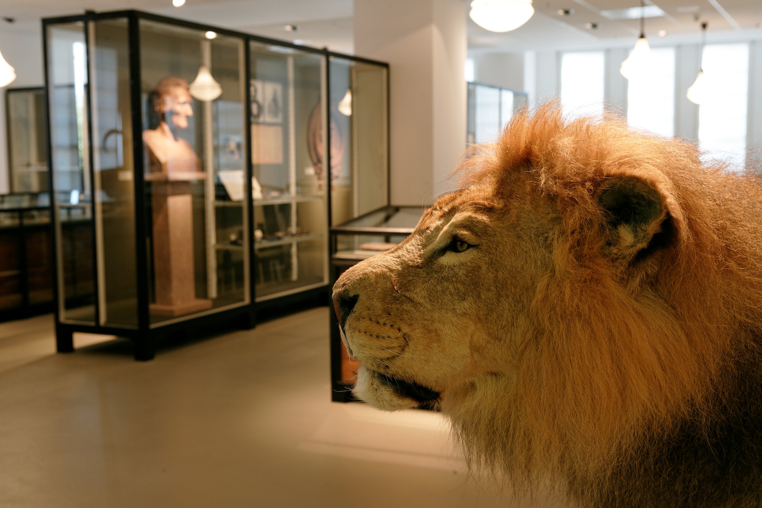 Panthera leo (Museum für Naturkunde Chemnitz RR-F)