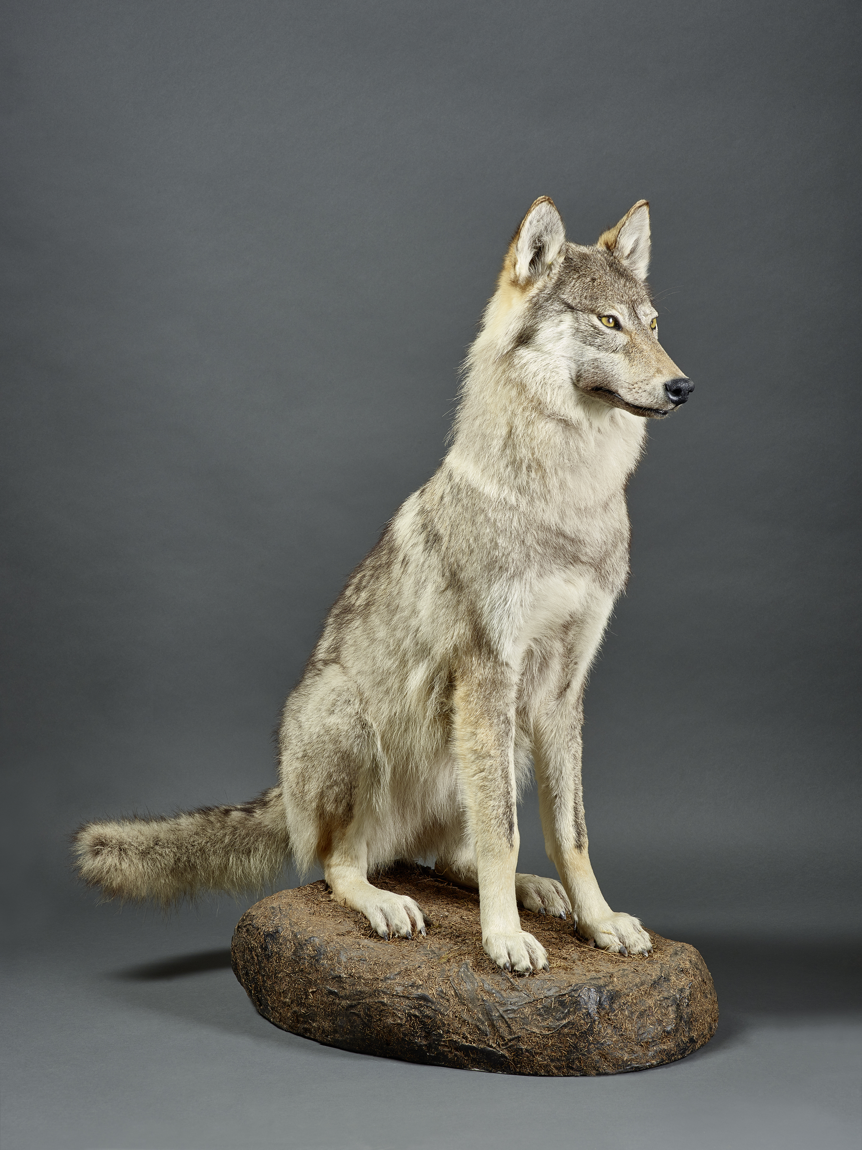 Wolf (Museum für Naturkunde Chemnitz RR-F)