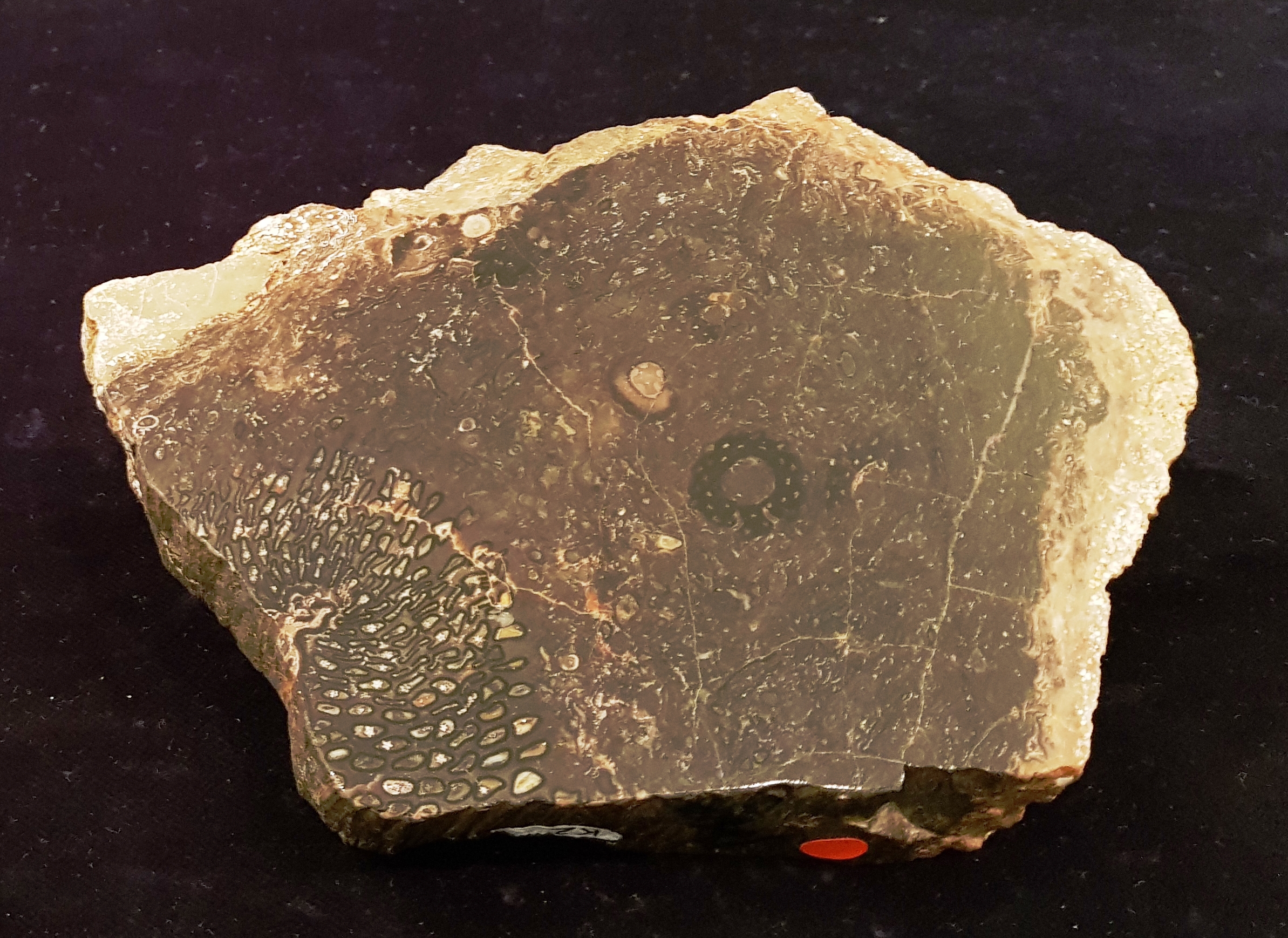 Psaronius- Fragment mit Ankyropterios brongniartii-Kletterfarnen und Tubicaulis berthie (Museum für Naturkunde Chemnitz RR-F)