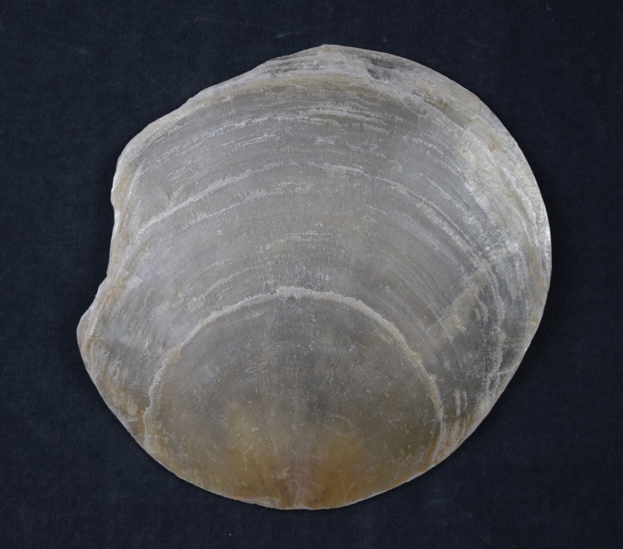 Muschelschale der Capiz-Muschel (Perlmutter- und Heimatmuseum Adorf CC BY-NC-SA)