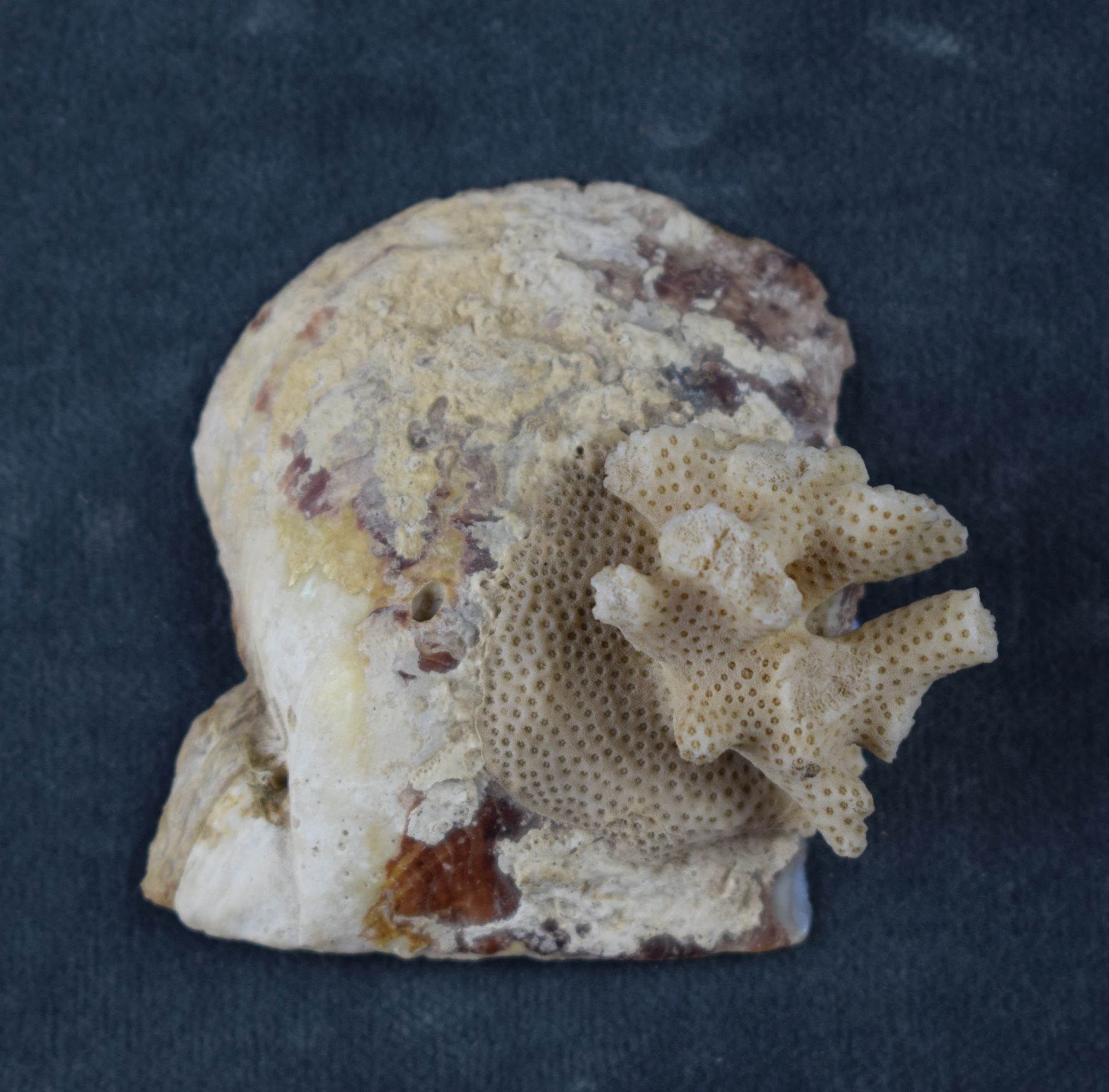 Muschelschale der silberlippigen Seeperlmuschel (Perlmutter- und Heimatmuseum Adorf CC BY-NC-SA)