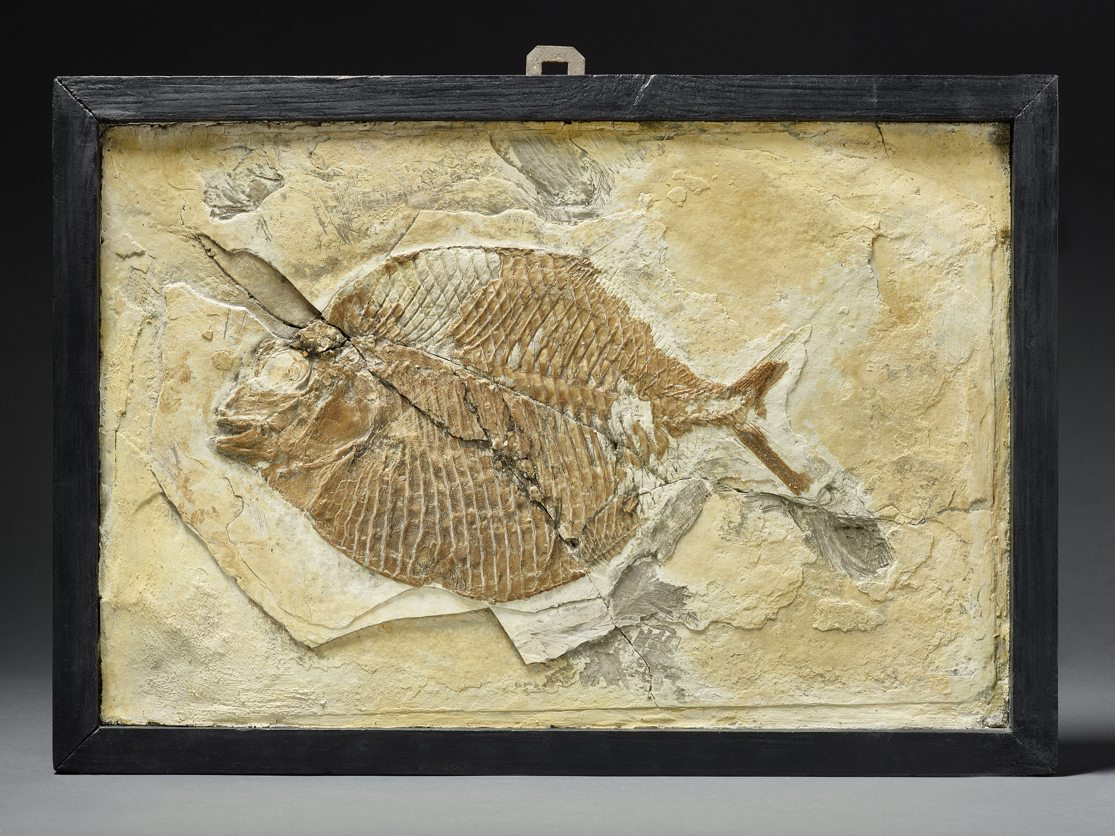 fossiler Kugelzahnfisch / †Gyrodus? (Museum für Naturkunde Chemnitz RR-F)
