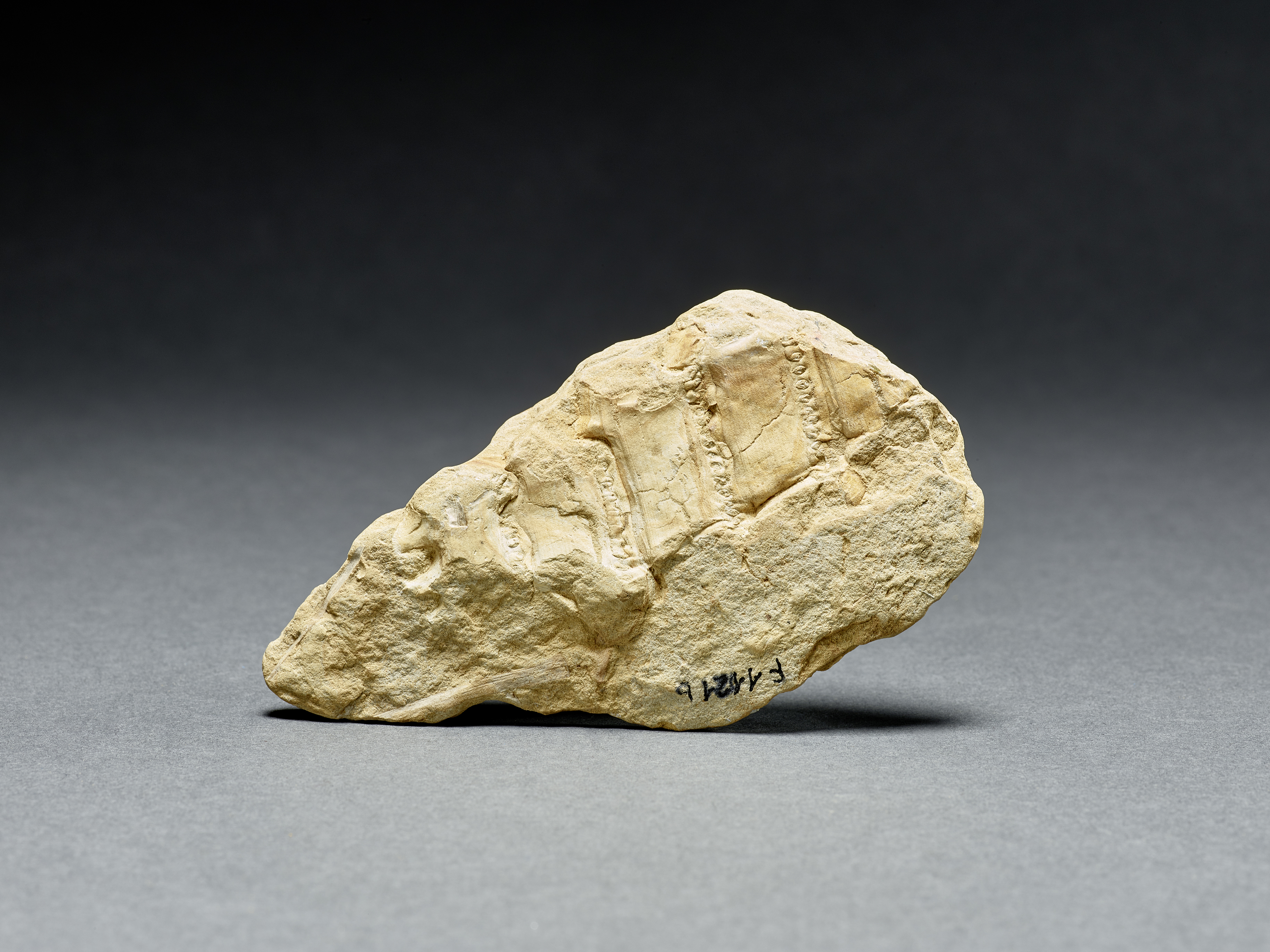 Fossiles Haifisch-Ei / Fayolia sterzeliana (Museum für Naturkunde Chemnitz RR-F)