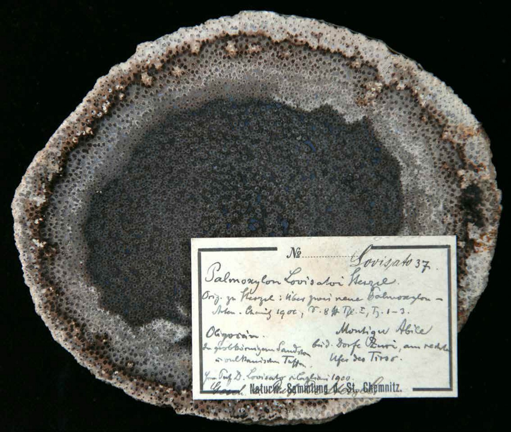 fossiler Palmenstamm / Palmoxylon lovisatoi (Museum für Naturkunde Chemnitz RR-F)