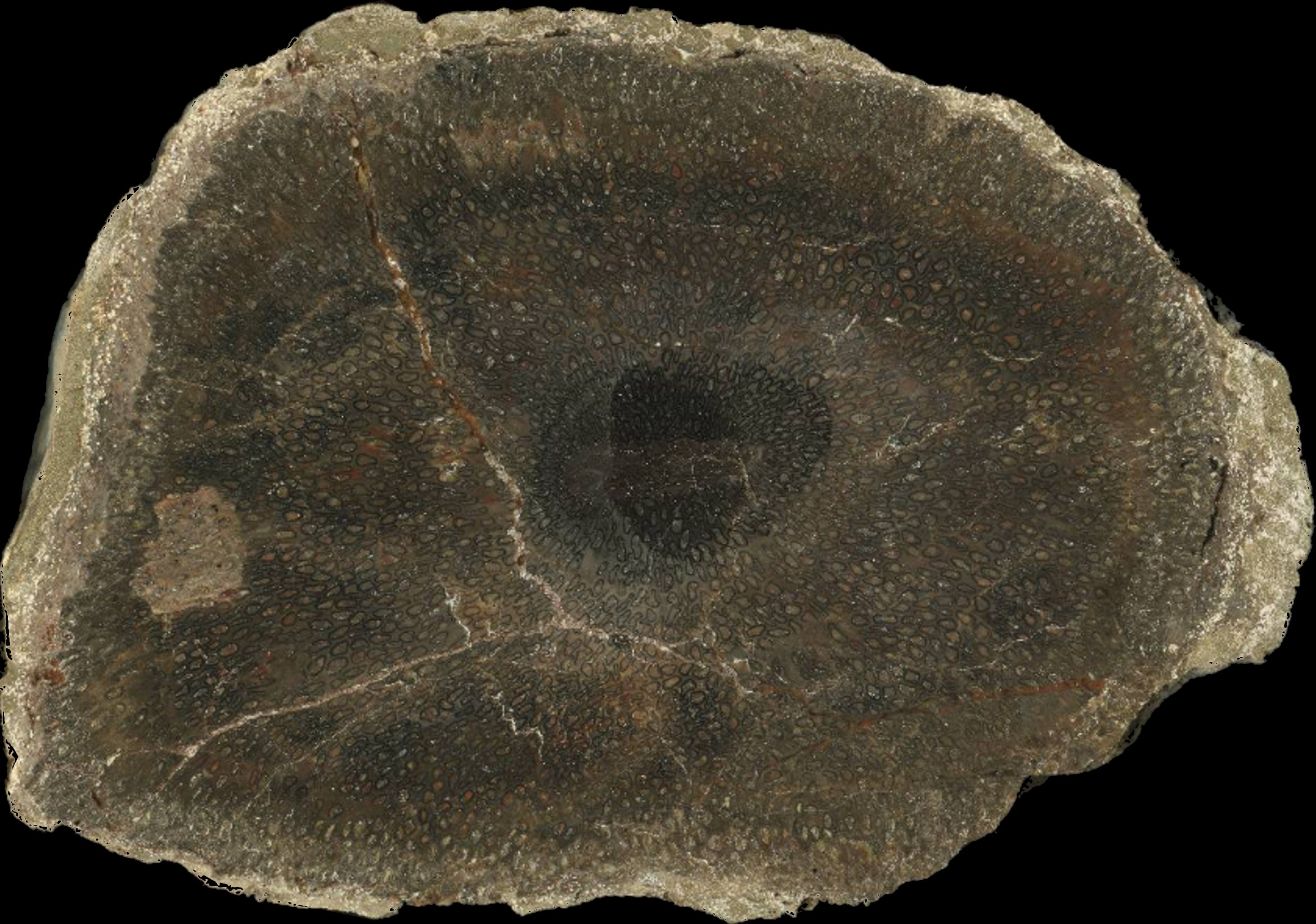 Querschnitt eines fossilen Baumfarns / Psaronius sp. (Museum für Naturkunde Chemnitz RR-F)