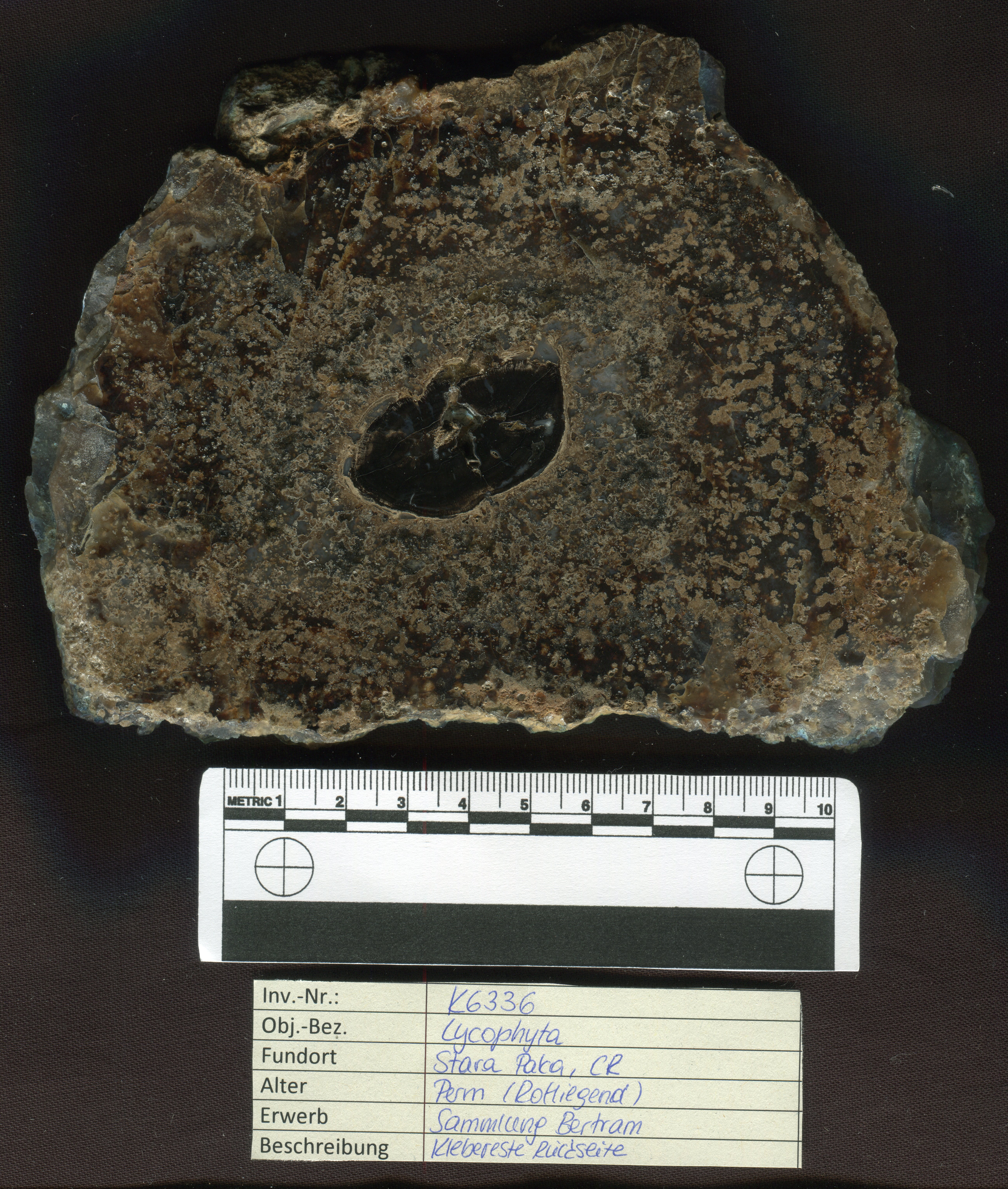 Fossiler Schuppenbaum / Lycophyta (Museum für Naturkunde Chemnitz RR-F)