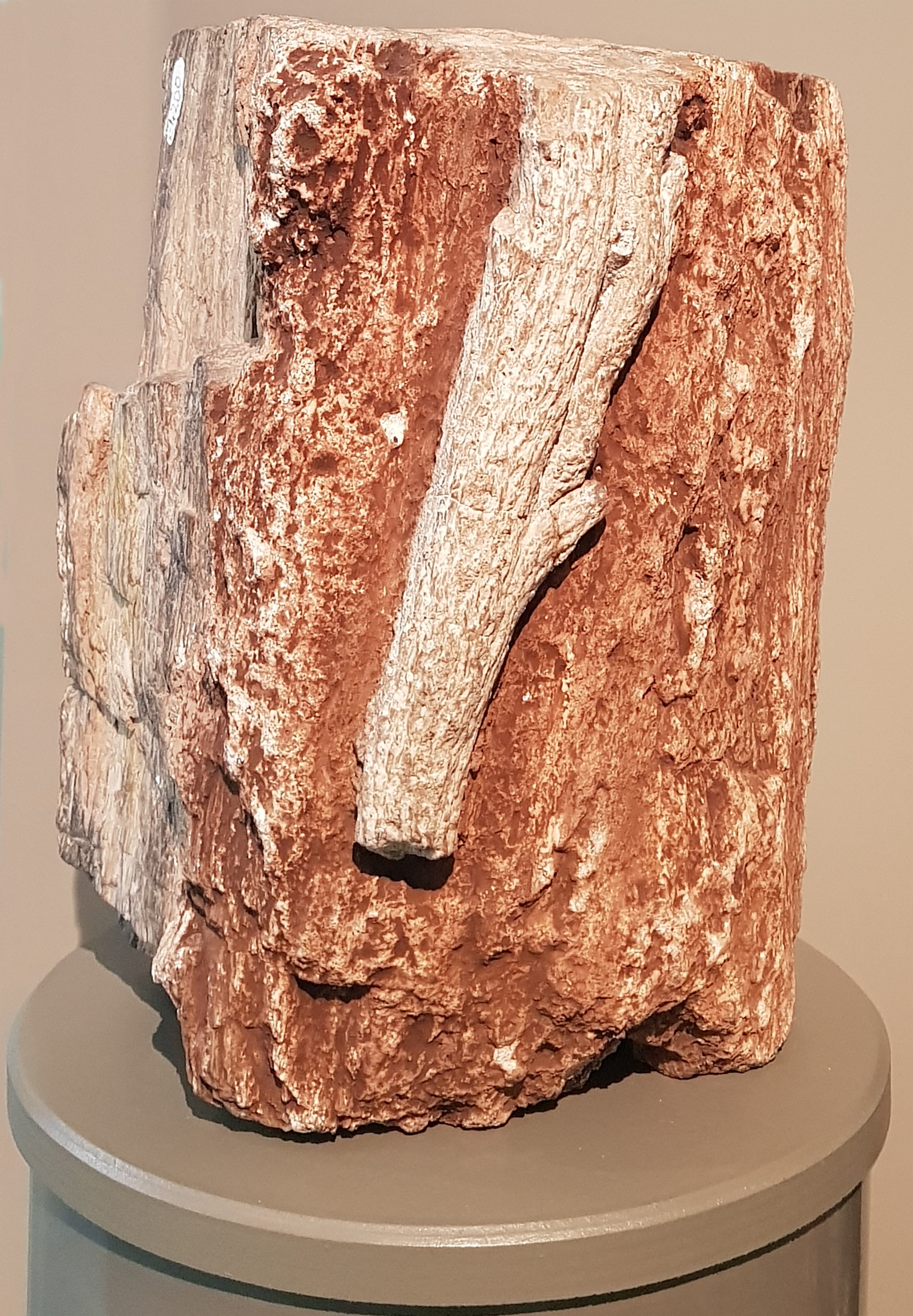 Kletterfarn an einem Baumfarn /Ankyropteris brongniartii & Psaronius (Museum für Naturkunde Chemnitz RR-F)