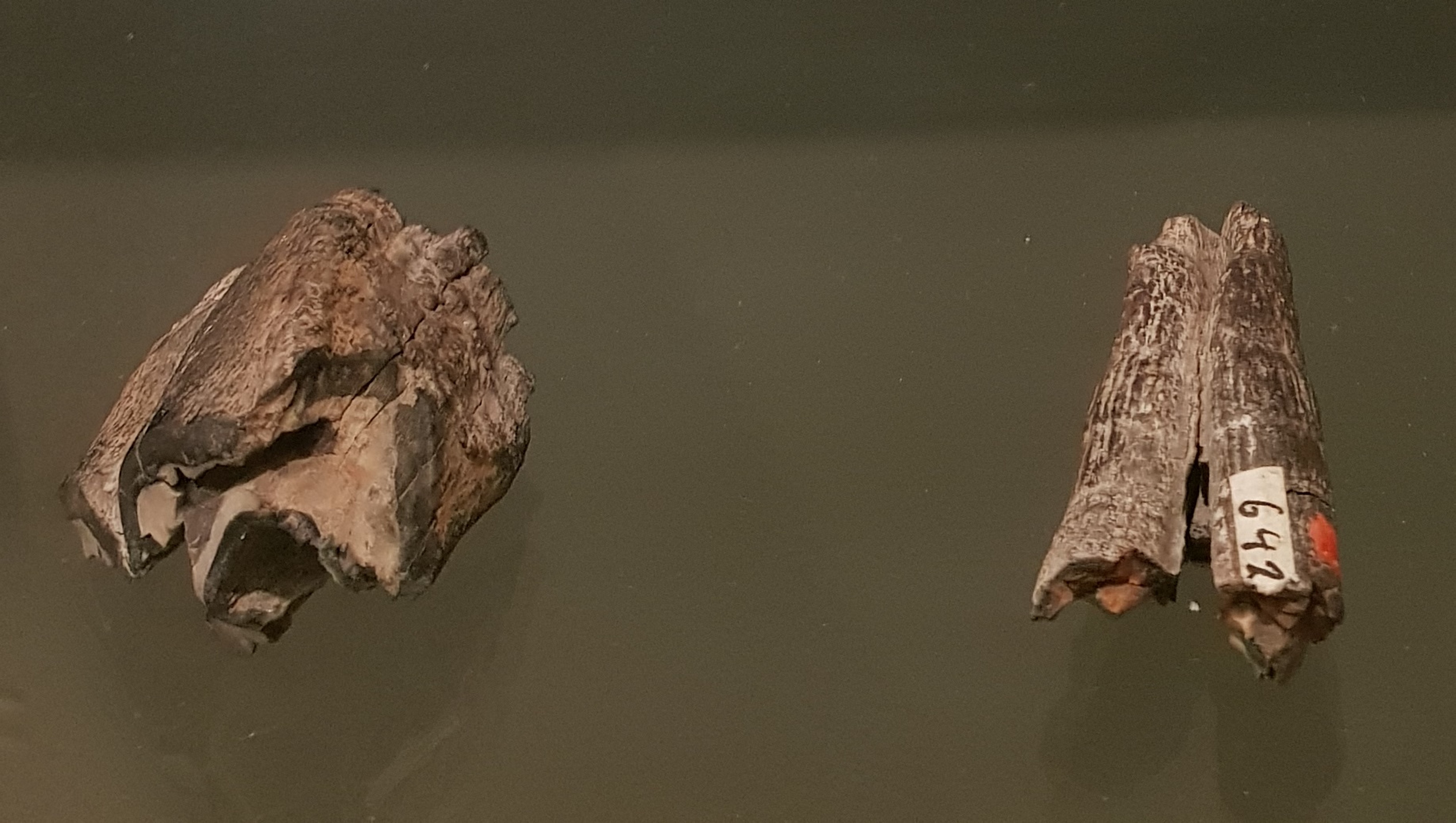 Backenzahn linker Unterkiefer vom Wollhaar-Nashorn / Coelodonta antiquitatis (Museum für Naturkunde Chemnitz RR-F)