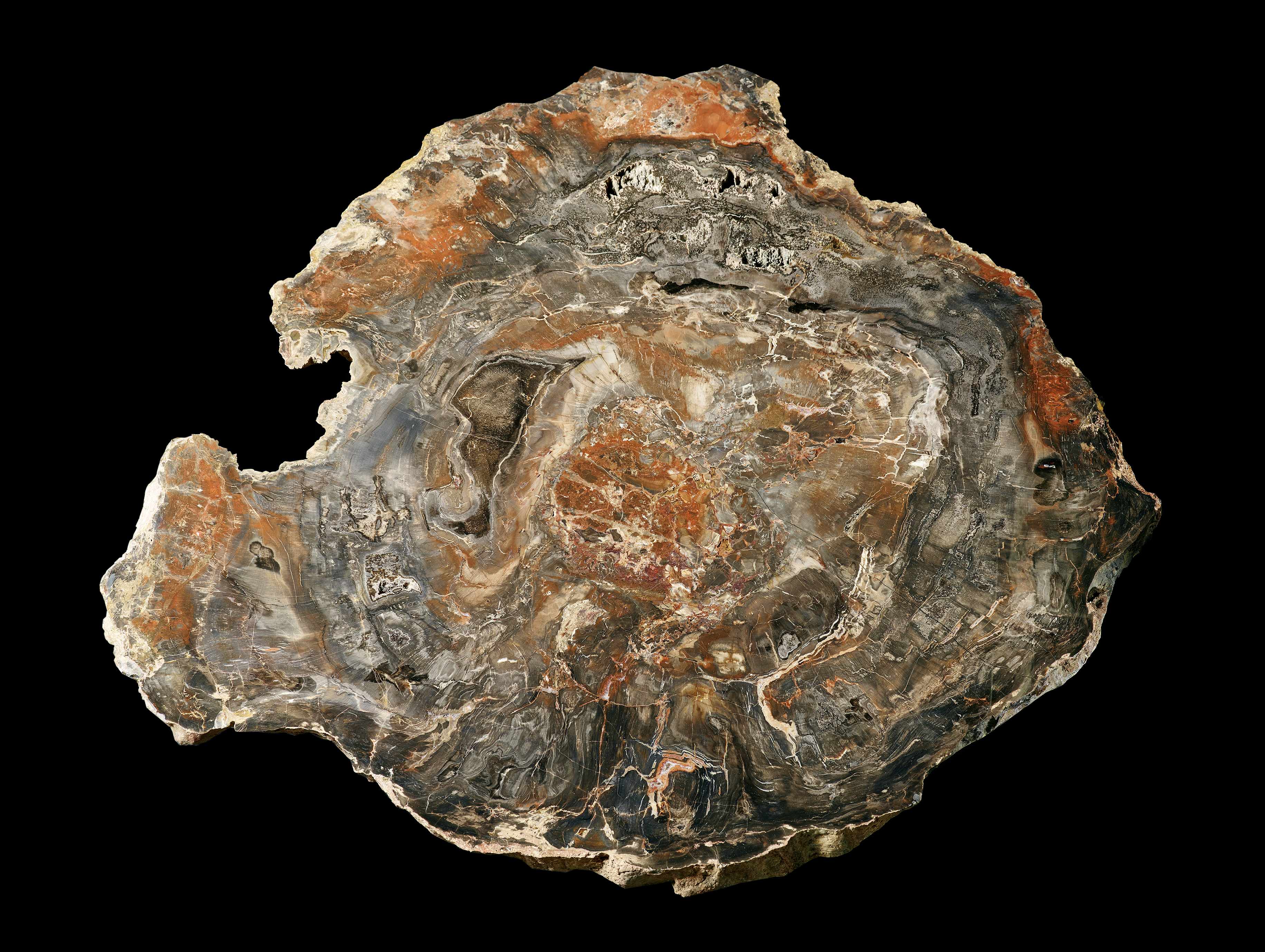 Querschnitt eines fossilen Koniferenstammes (Museum für Naturkunde Chemnitz RR-F)