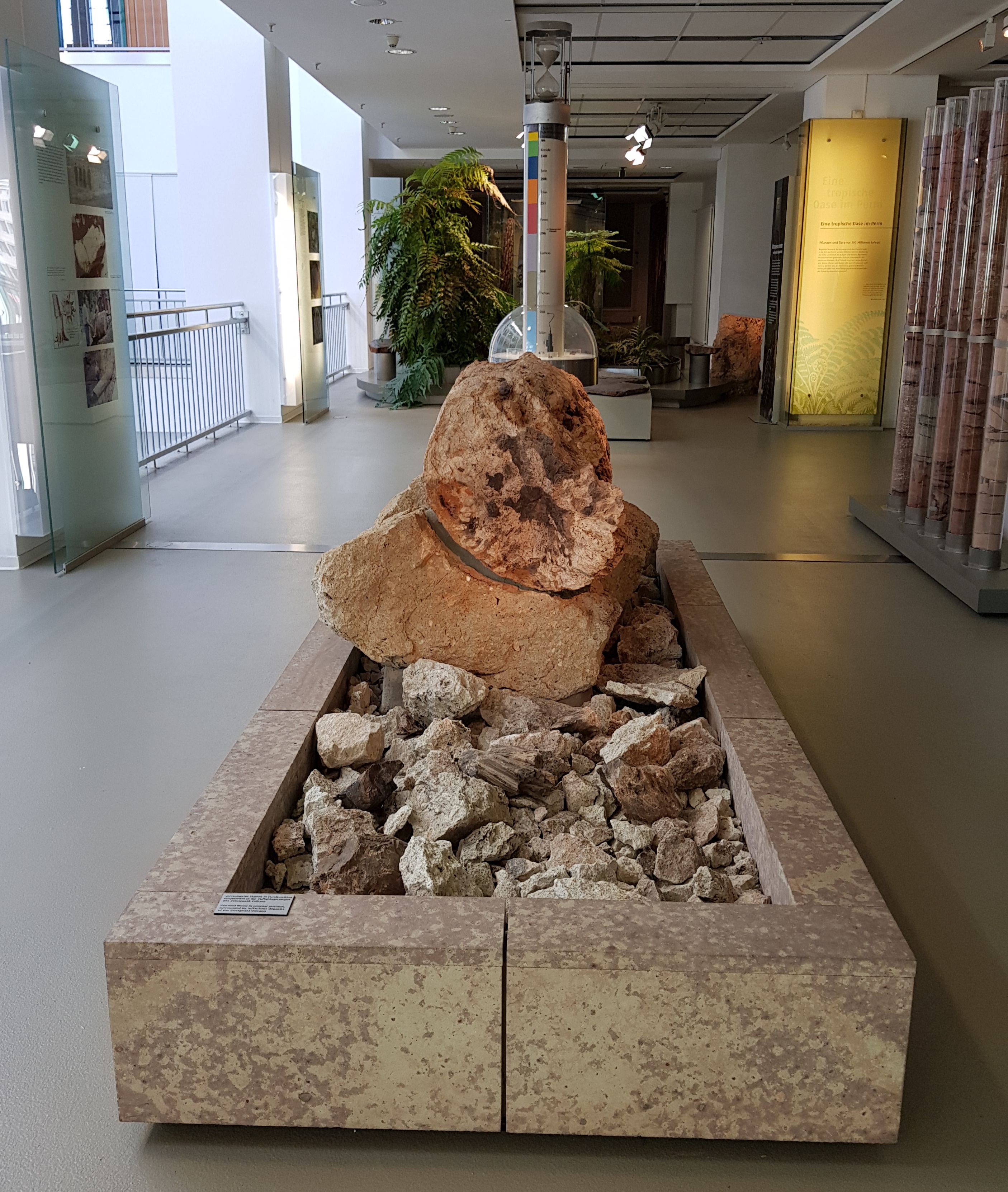 versteinerter Stamm eines Nadelholzverwandten in Fundposition (Museum für Naturkunde Chemnitz RR-F)