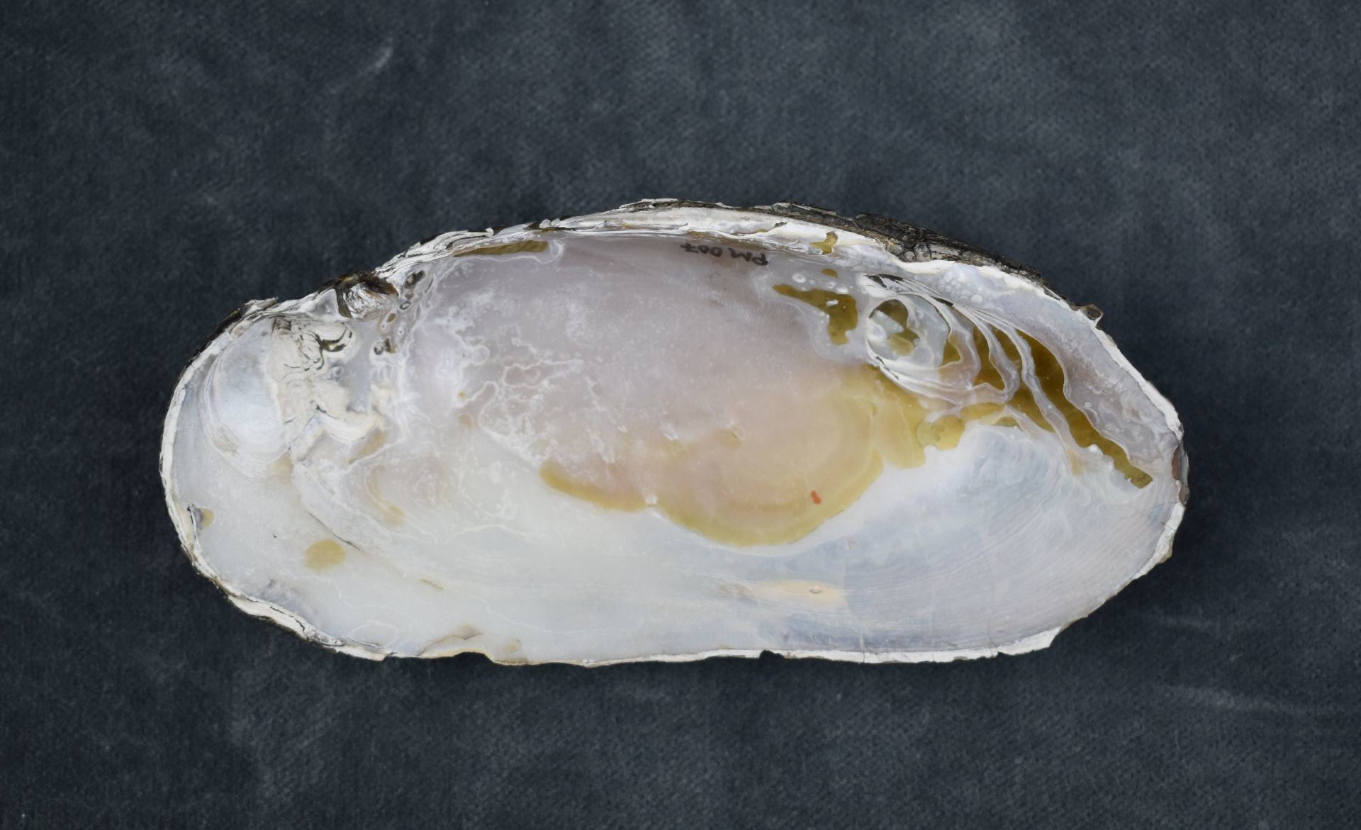 Muschelschale einer Flussperlmuschel (Perlmutter- und Heimatmuseum Adorf CC BY-NC-SA)