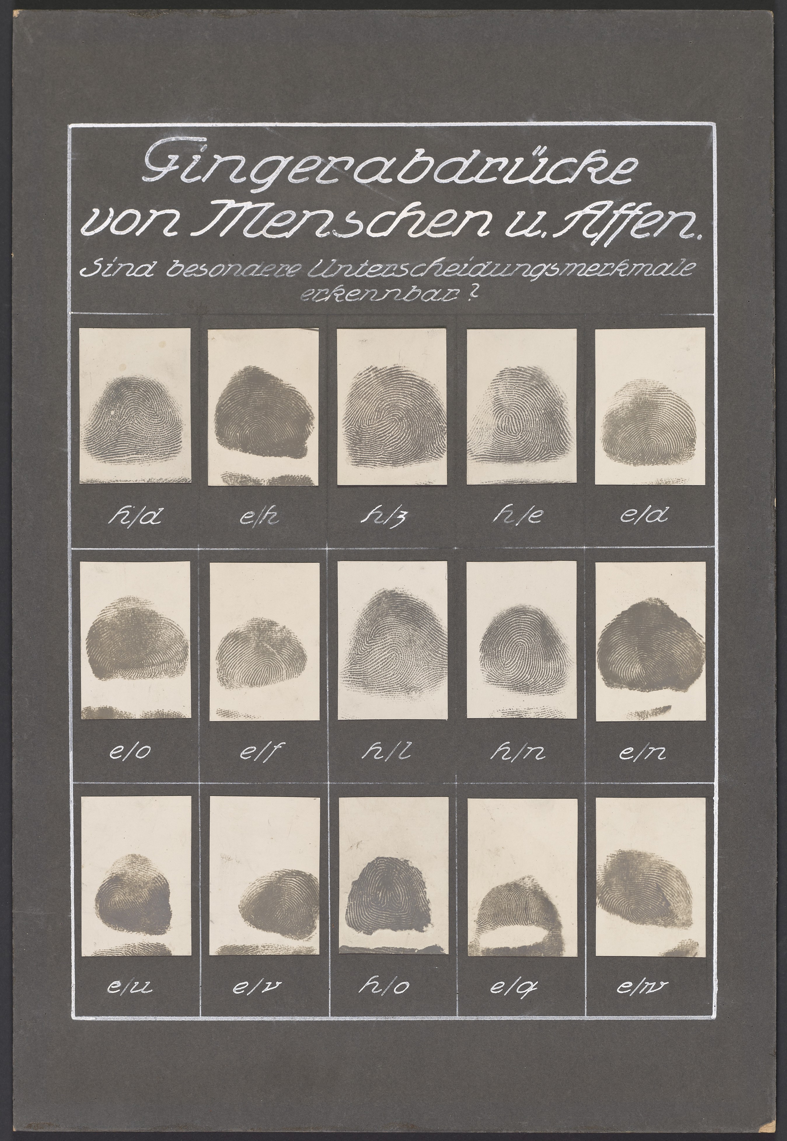 Lehrtafel "Fingerabdrücke von Menschen und Affen" (Polizeidirektion Dresden RR-F)