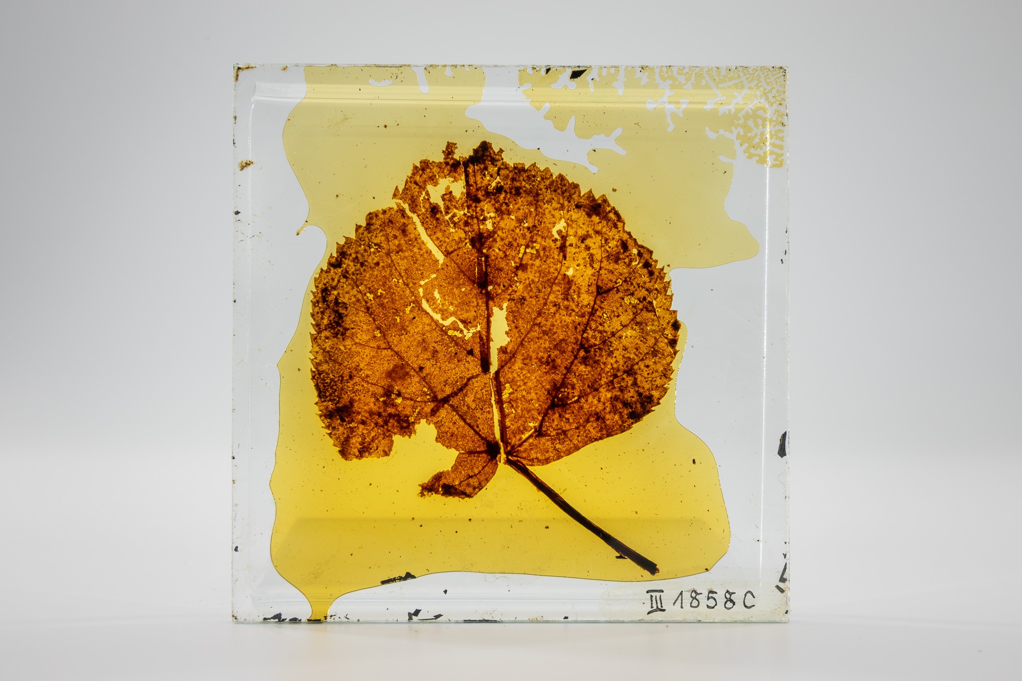 Mumifiziertes Blatt der Sommerlinde (Tilla platyphylios) (Museum der Westlausitz Kamenz CC BY-NC-SA)
