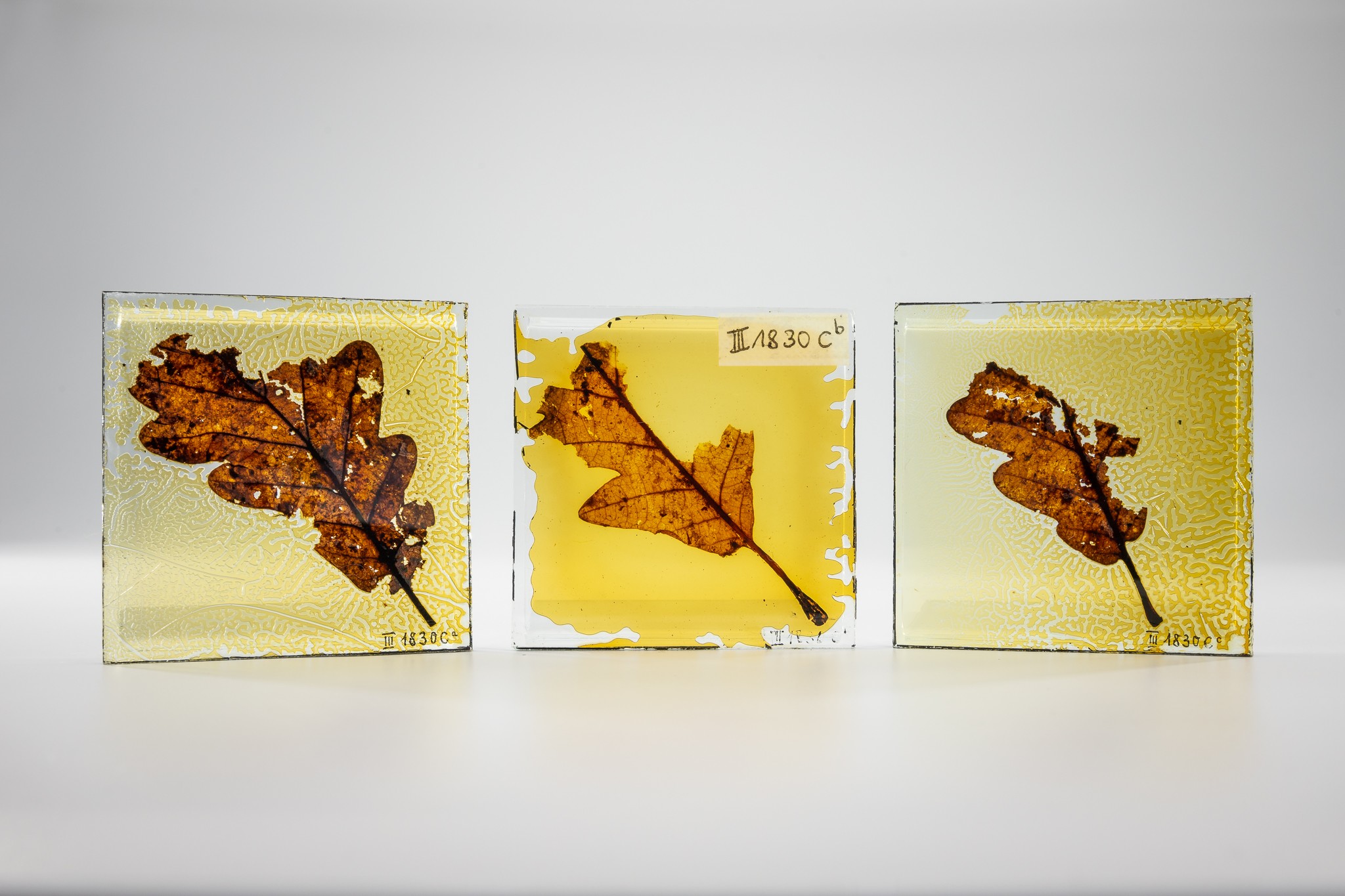 Mumifiziertes Blatt der Traubeneiche (Quercus petraea) (Museum der Westlausitz Kamenz CC BY-NC-SA)