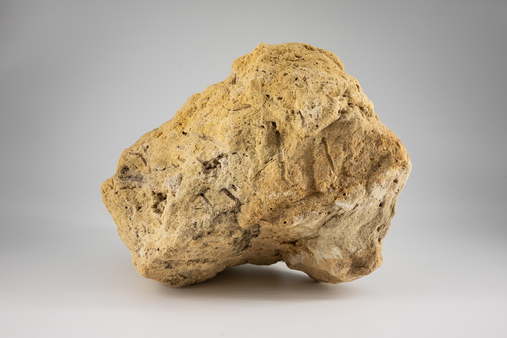 Wurzelhorizont im Sandstein (Museum der Westlausitz Kamenz CC BY-NC-SA)