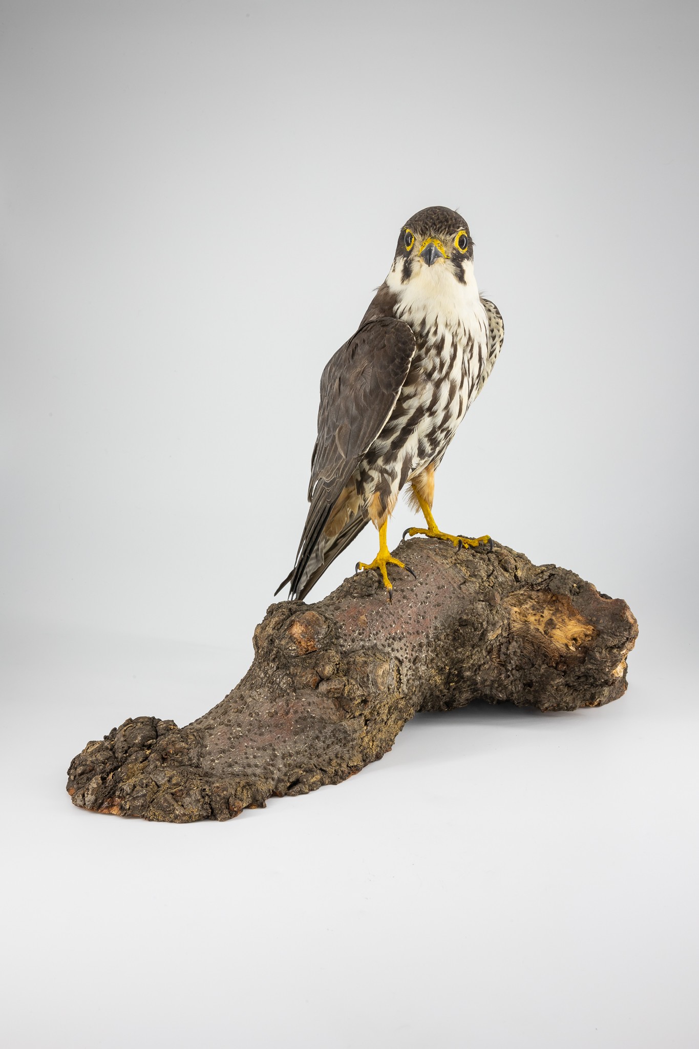 Baumfalke (Falco subbuteo) (Museum der Westlausitz Kamenz CC BY-SA)