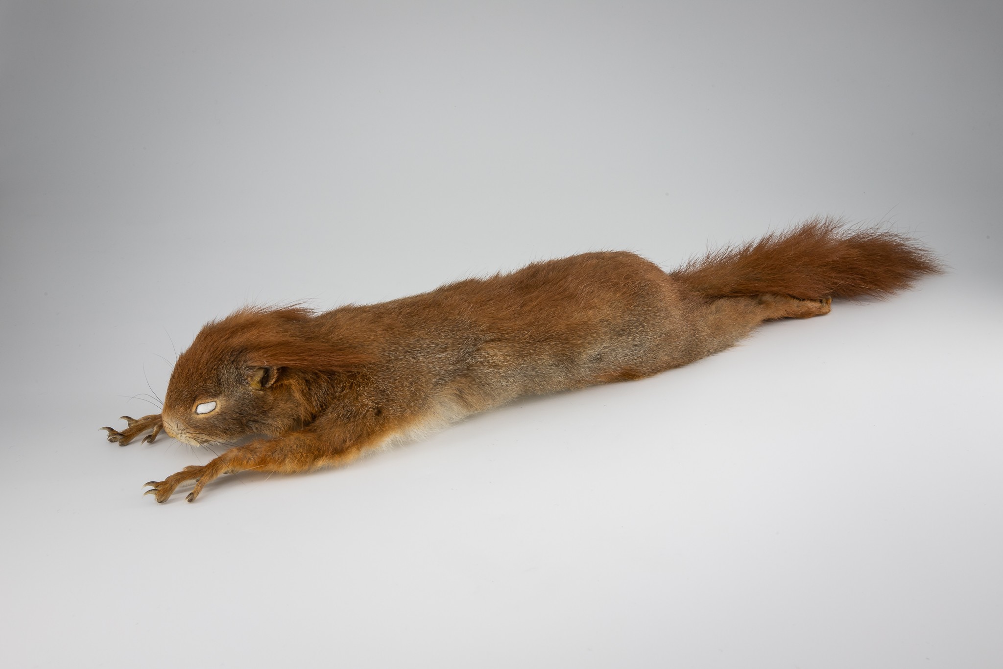 Eichhörnchen (Sciurus vulgaris) (Museum der Westlausitz Kamenz CC BY-SA)