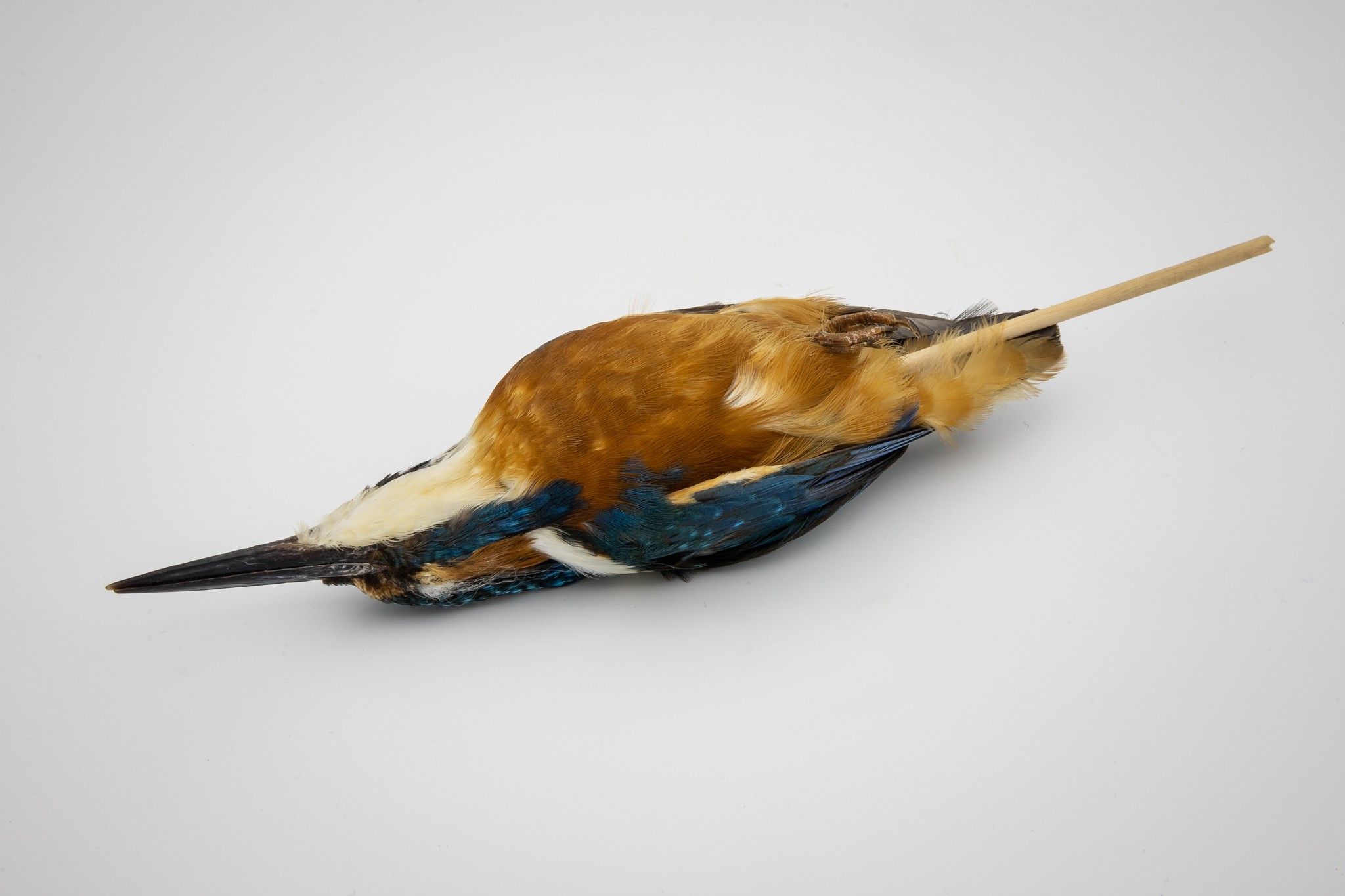 Eisvogel (Alcedo atthis) (Museum der Westlausitz Kamenz CC BY-NC-SA)