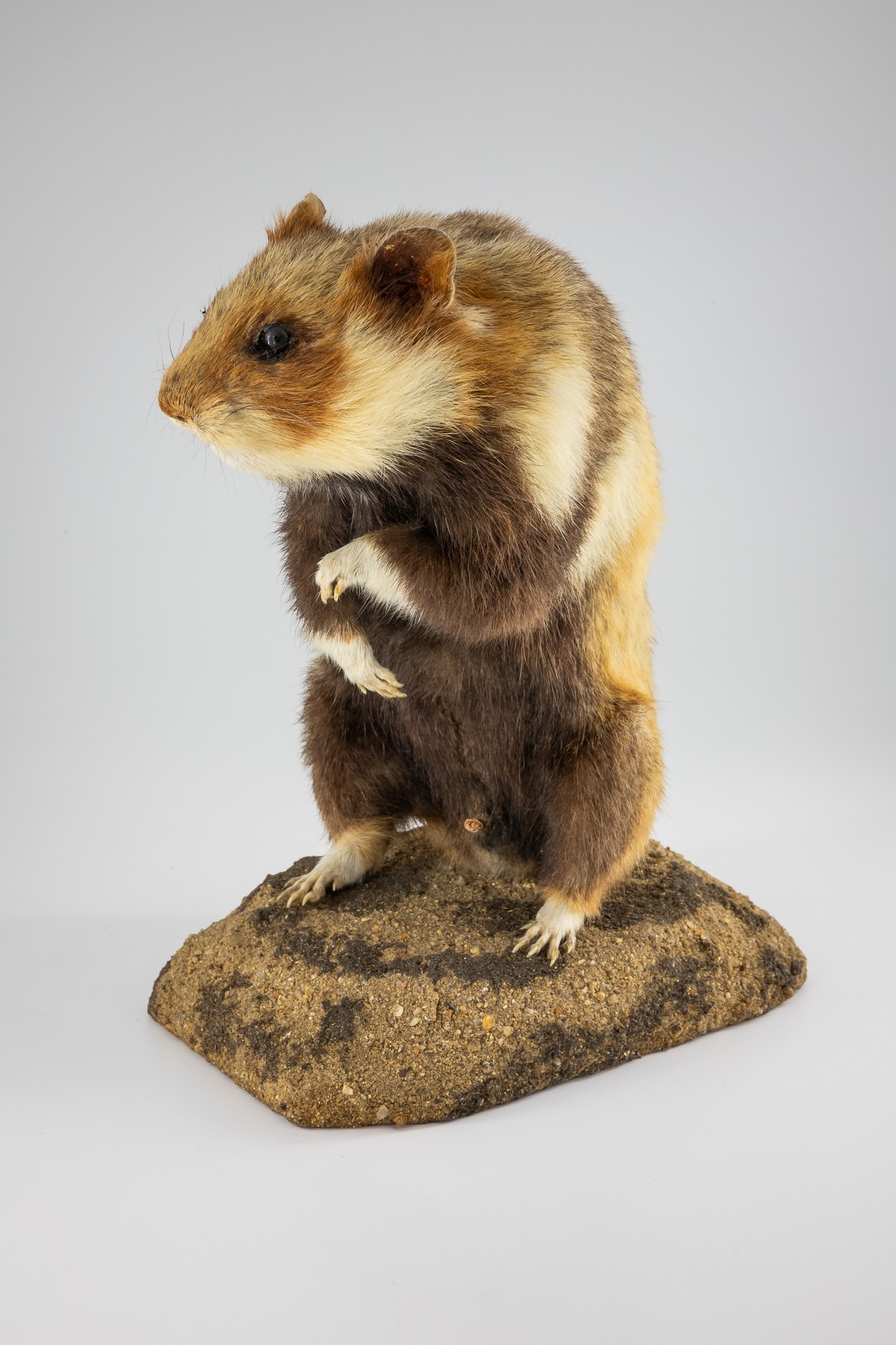 Feldhamster (Cricetus cricetus) (Museum der Westlausitz Kamenz CC BY-SA)