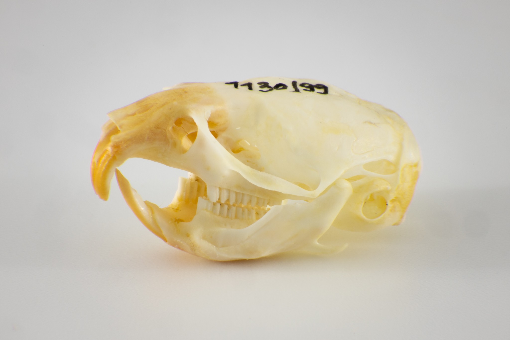 Feldmaus (Microtus arvalis) (Museum der Westlausitz Kamenz CC BY-SA)