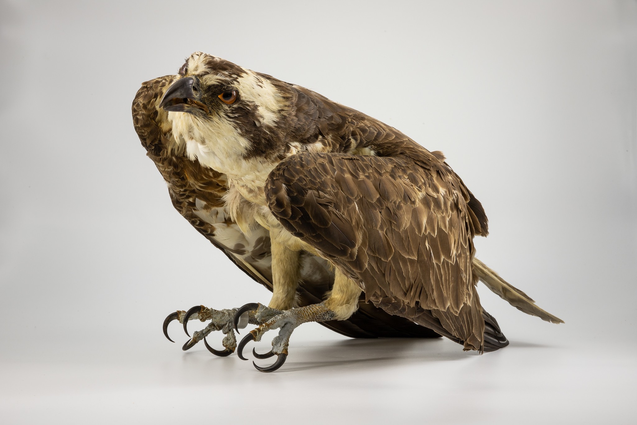 Fischadler (Pandion haliaetus) (Museum der Westlausitz Kamenz CC BY-SA)