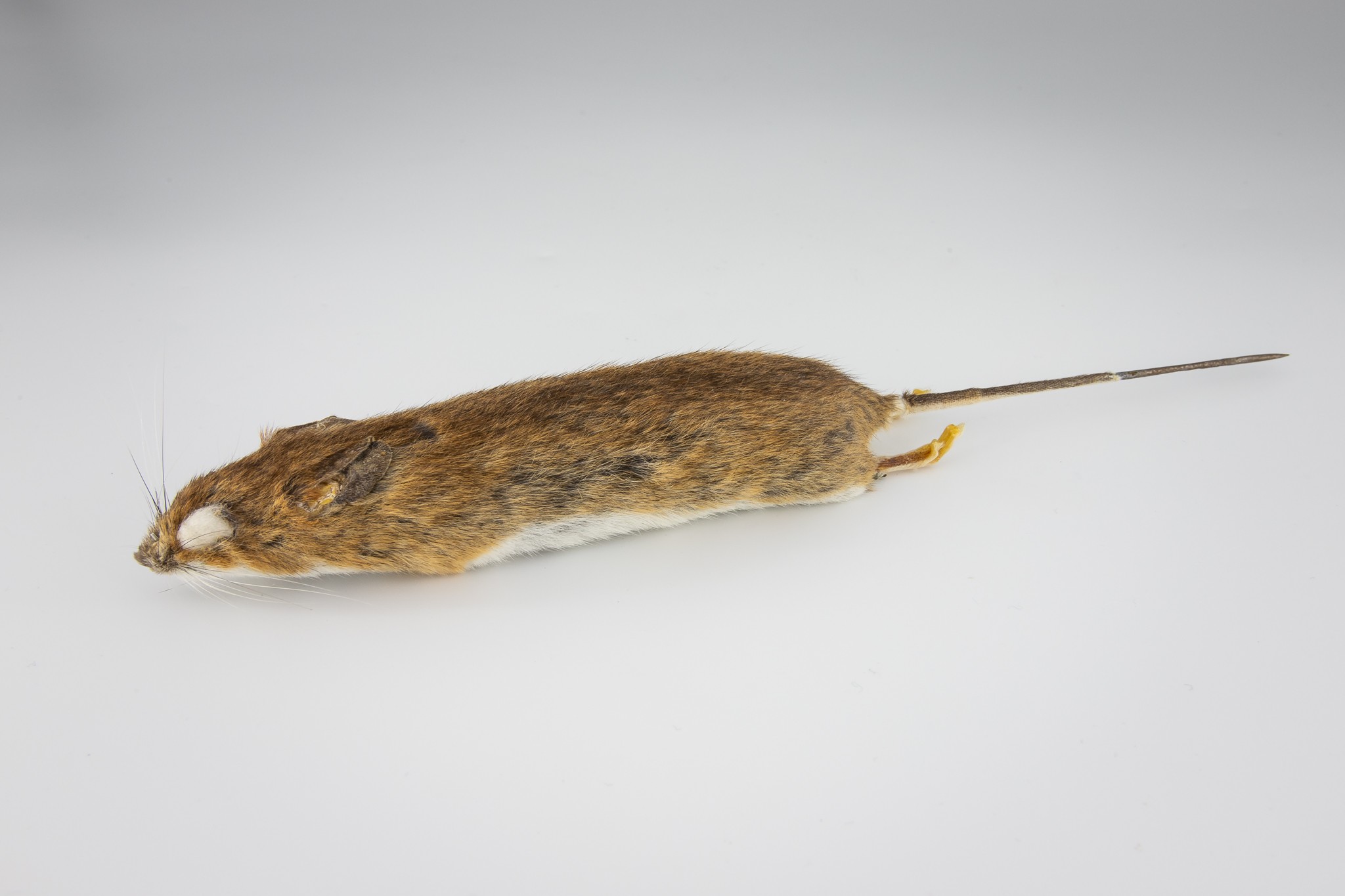 Gelbhalsmaus (Apodemus flavicollis) (Museum der Westlausitz Kamenz CC BY-SA)