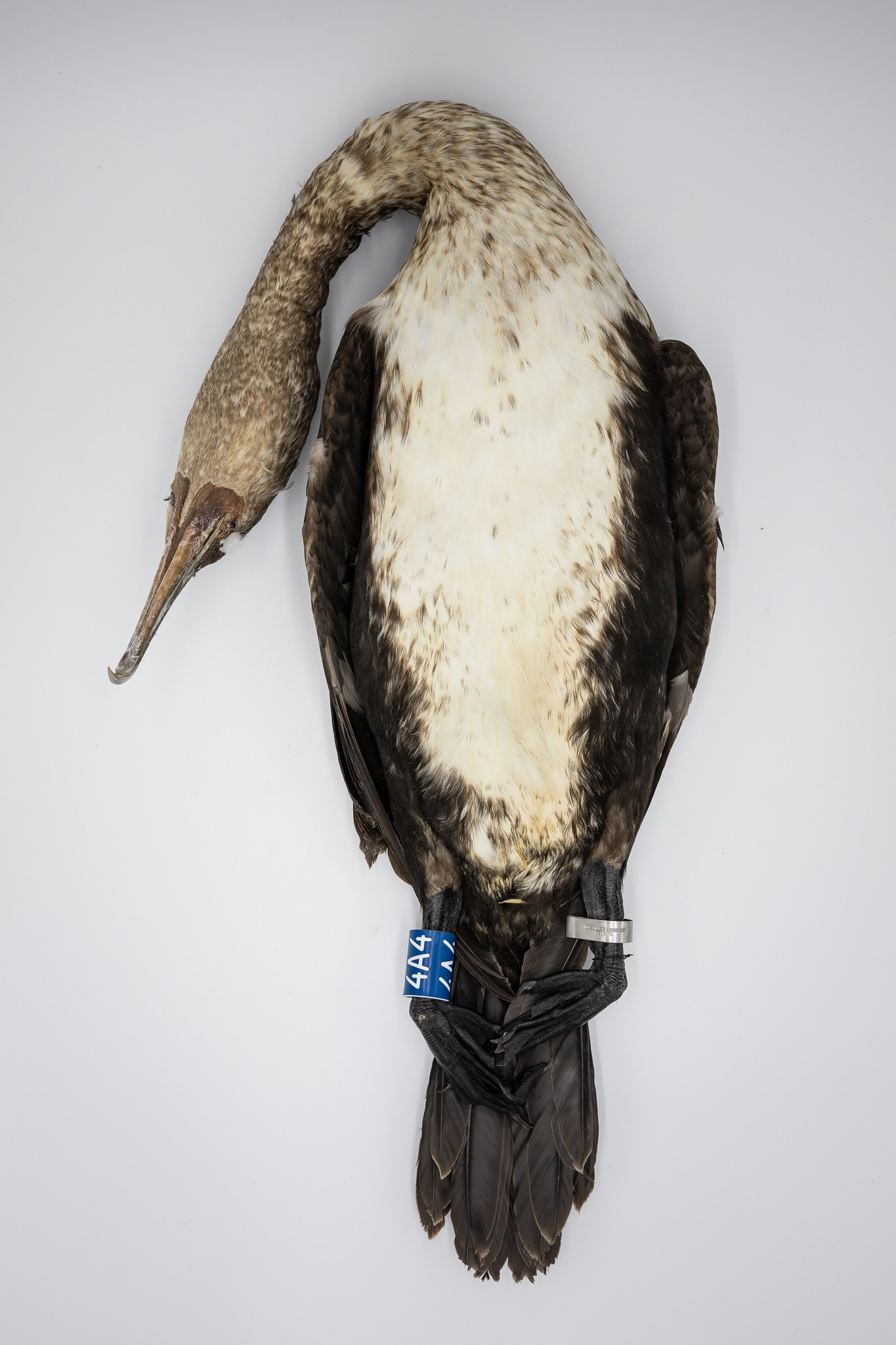 Kormoran (Phalacrocorax carbo) (Museum der Westlausitz Kamenz CC BY-SA)