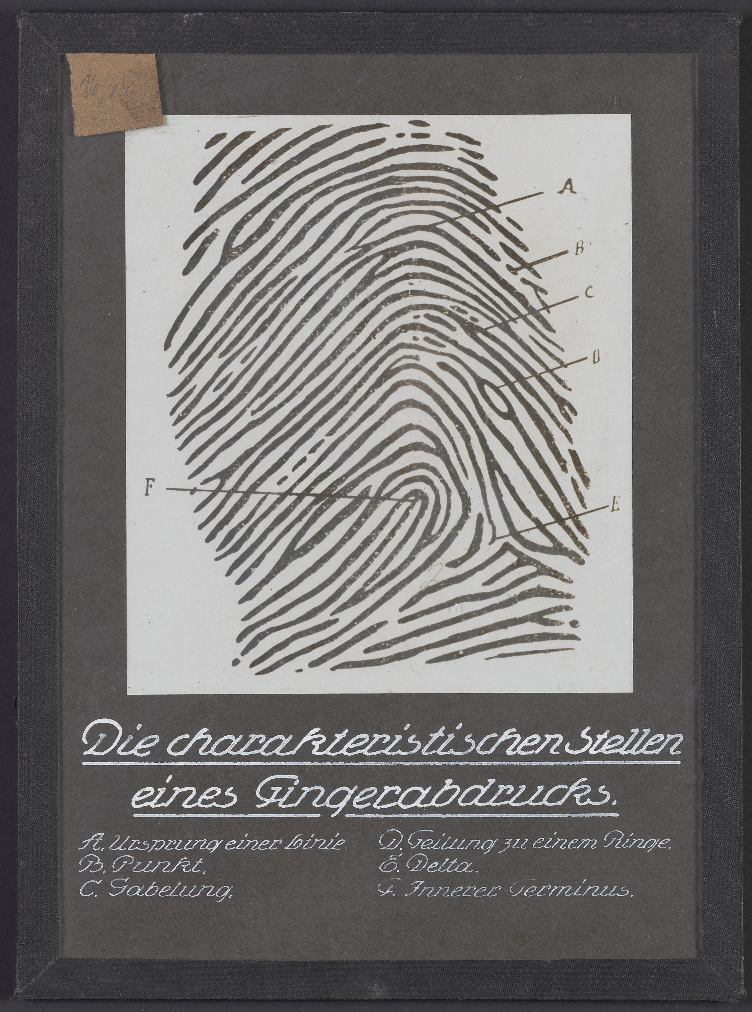 Lehrtafel "Charakteristik eines Fingerabdruckes" (Polizeidirektion Dresden RR-F)