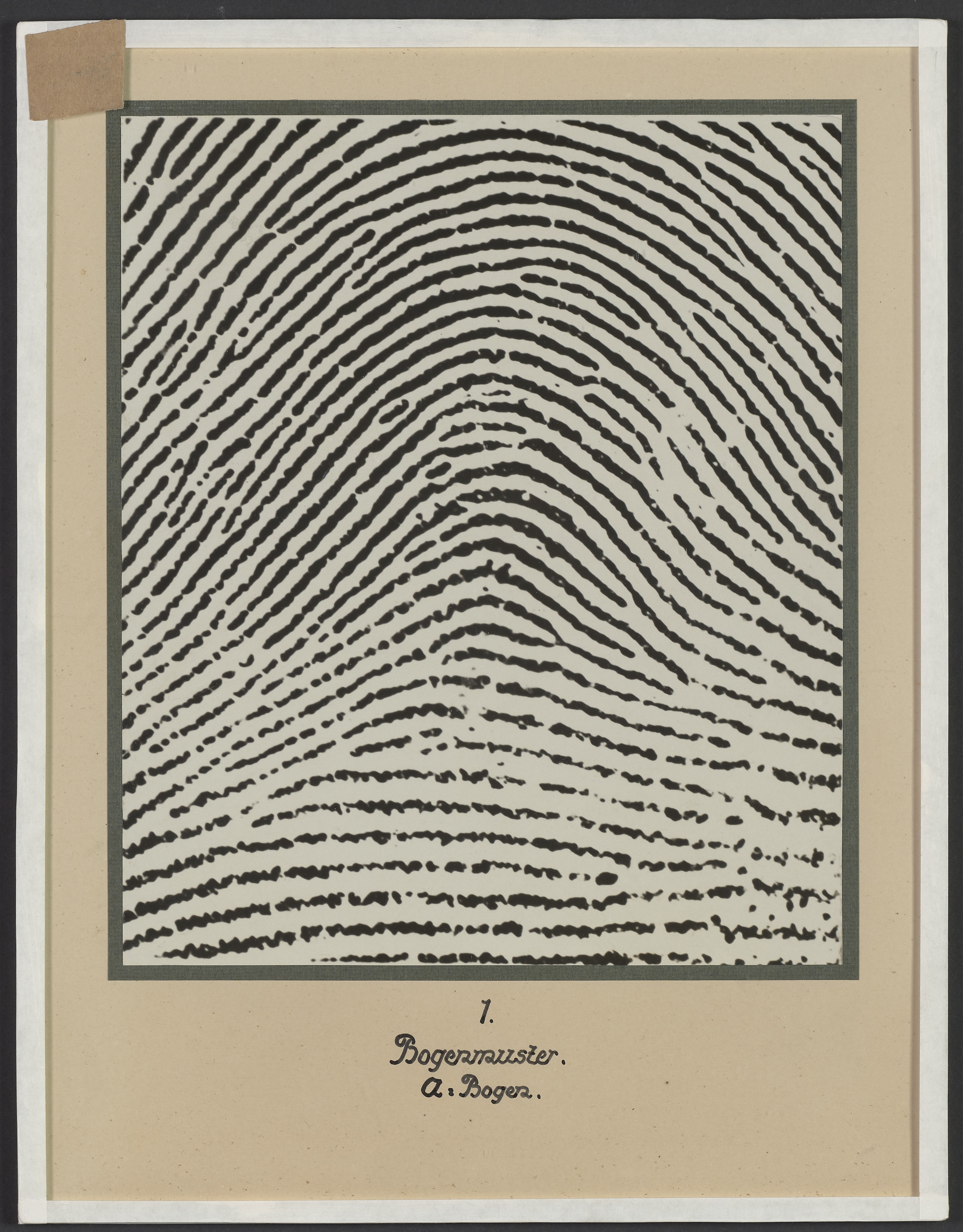 Lehrtafel Fingerabdruck Tannenmuster alpha-Bogen (Polizeidirektion Dresden RR-F)