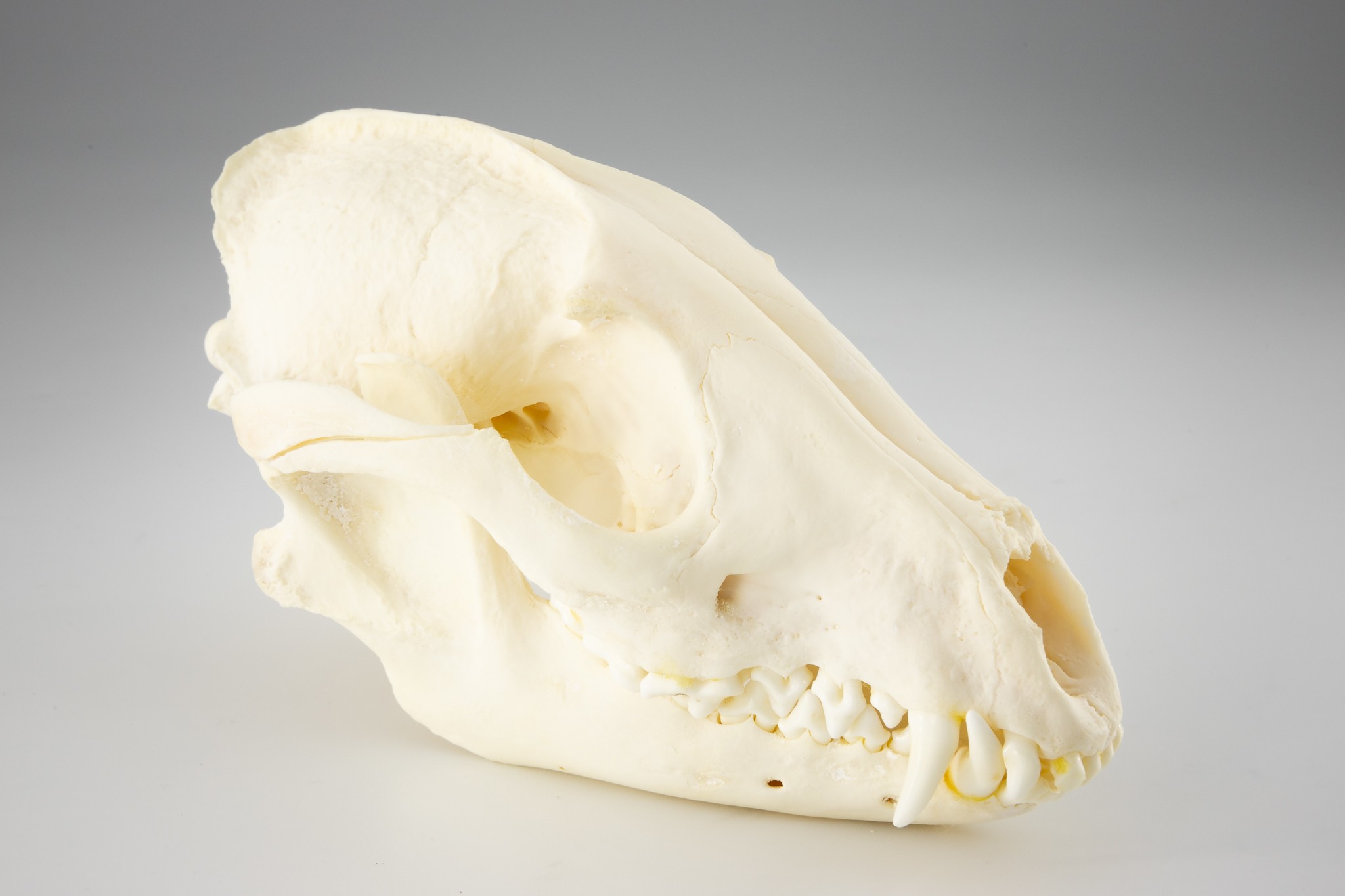 Marderhund (Nyctereutes procyonoides) (Museum der Westlausitz Kamenz CC BY-SA)