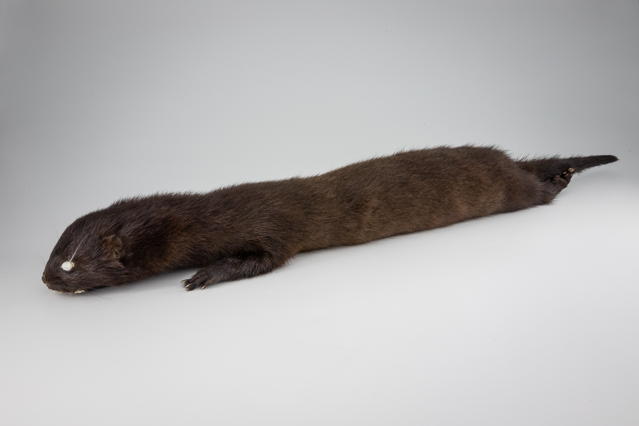 Mink (Mustela vison) (Museum der Westlausitz Kamenz CC BY-SA)