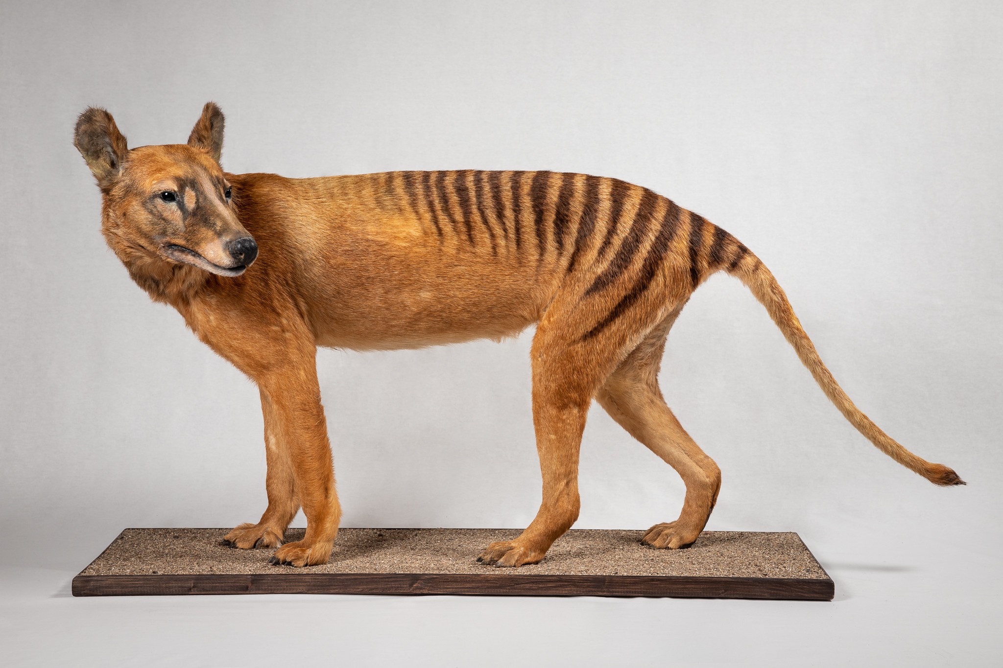 Nachbildung des Beutelwolfs (Thylacinus cynocephalus) (Museum der Westlausitz Kamenz CC BY-SA)