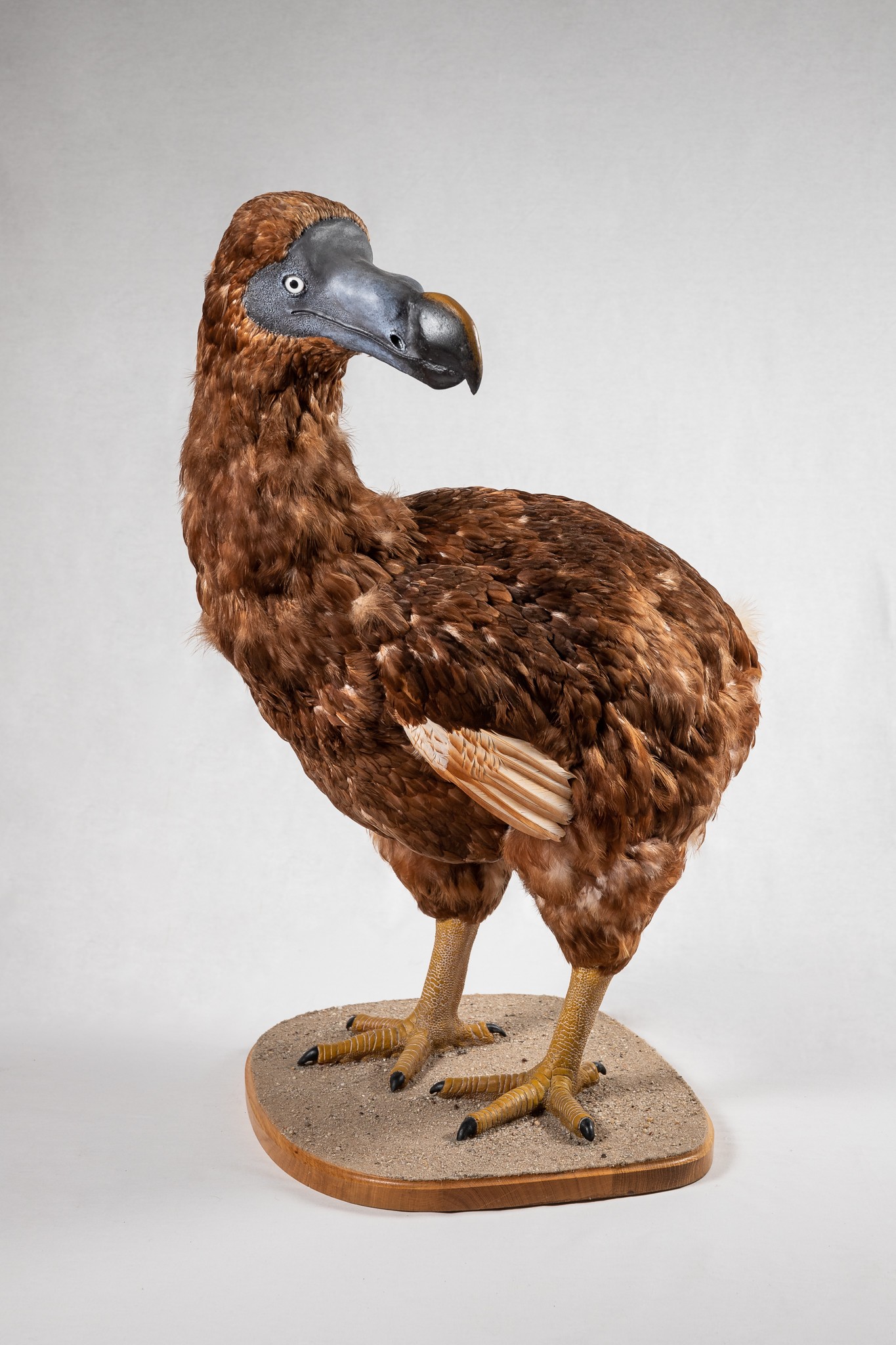 Nachbildung des Dodos (Raphus cucullatus) (Museum der Westlausitz Kamenz CC BY-SA)