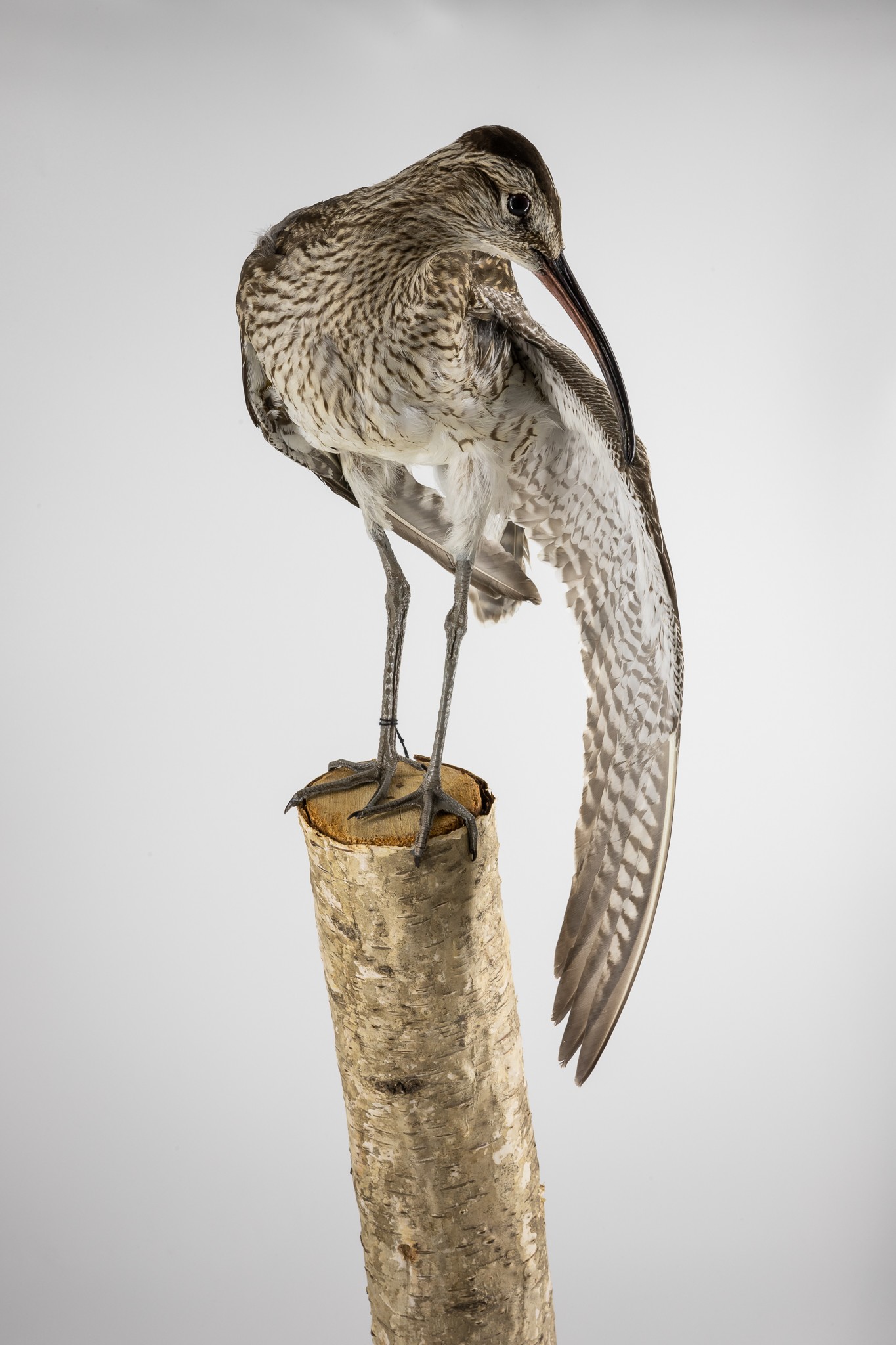 Regenbrachvogel (Numenius phaeopus) (Museum der Westlausitz Kamenz CC BY-SA)