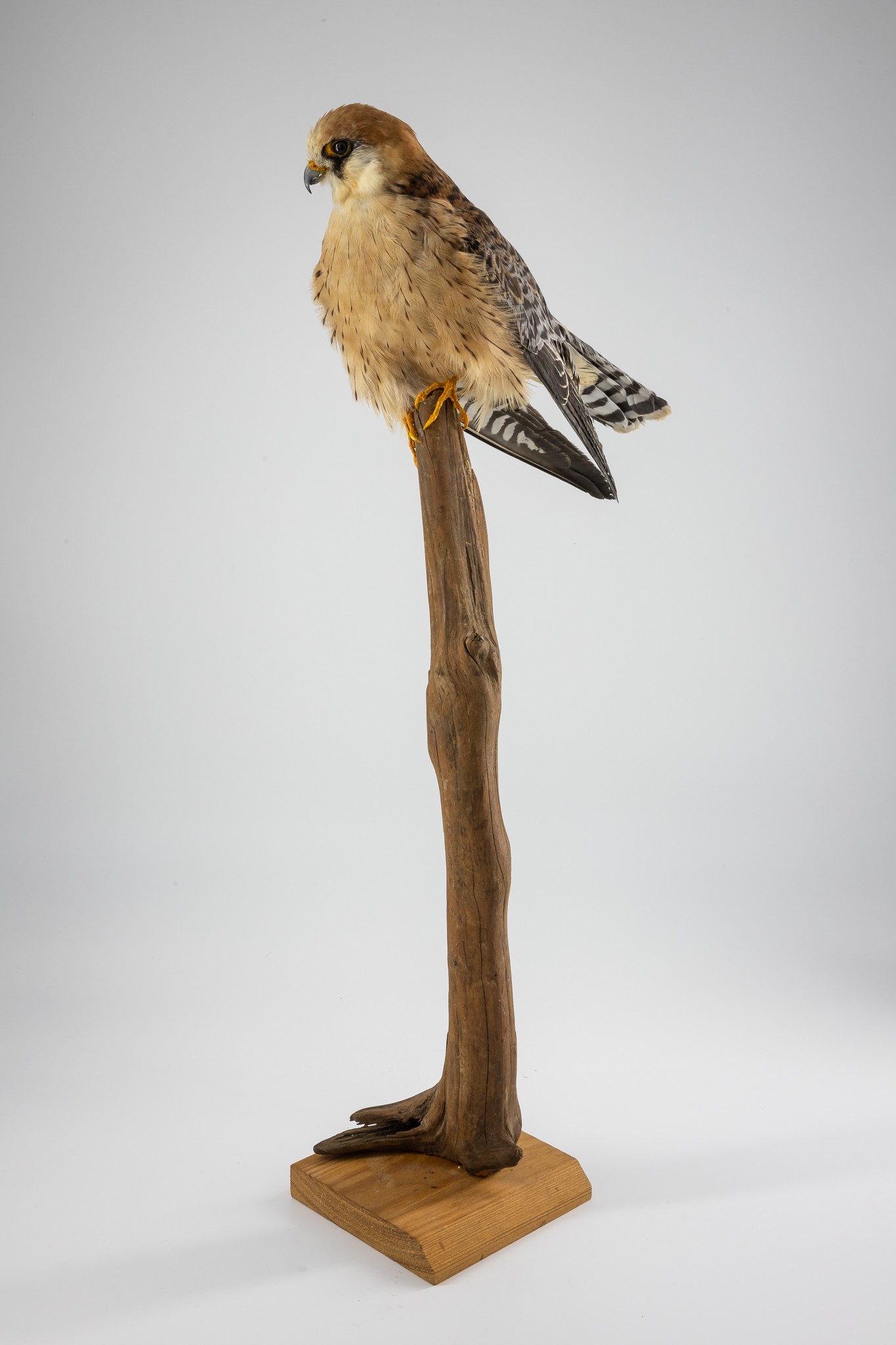 Rotfußfalke (Falco vespertinus) (Museum der Westlausitz Kamenz CC BY-SA)