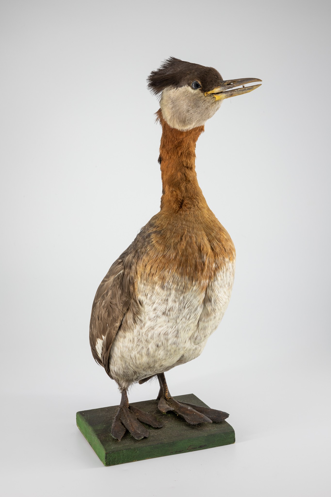 Rothalstaucher (Podiceps griseigena) (Museum der Westlausitz Kamenz CC BY-SA)