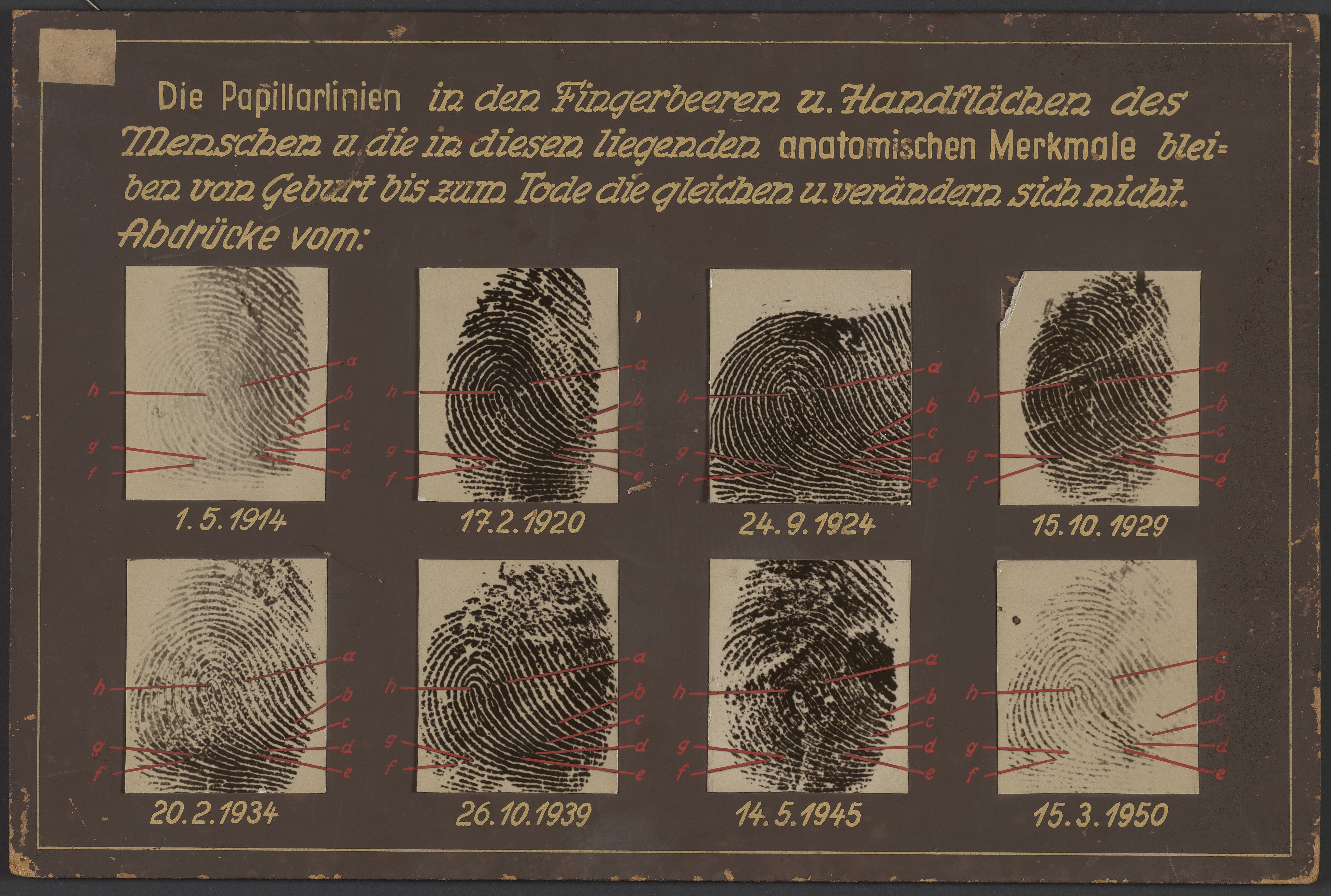Lehrtafel "Unveränderlichkeit Papillarlinien" (Polizeidirektion Dresden RR-F)