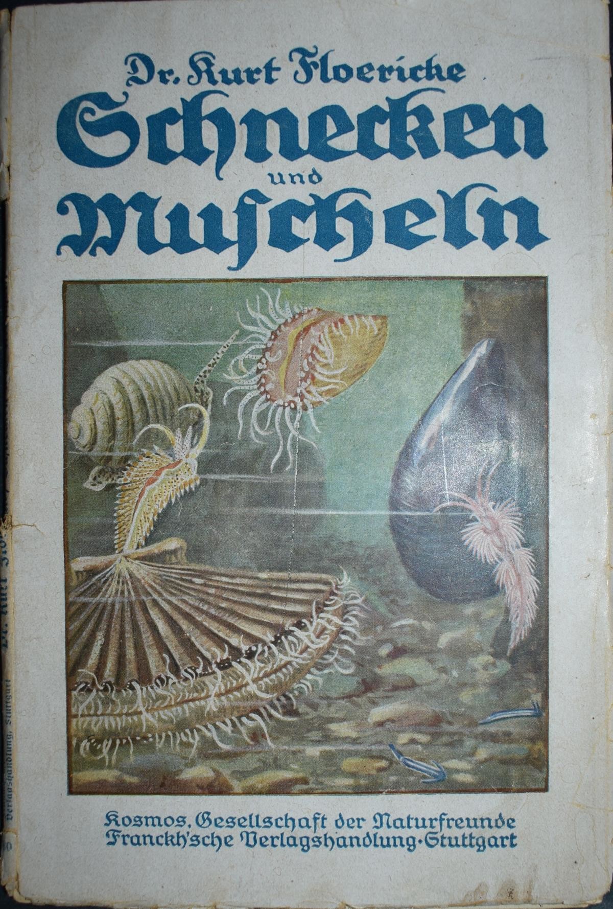 Broschüre "Schnecken und Muscheln" (Perlmutter- und Heimatmuseum Adorf CC BY-NC-SA)