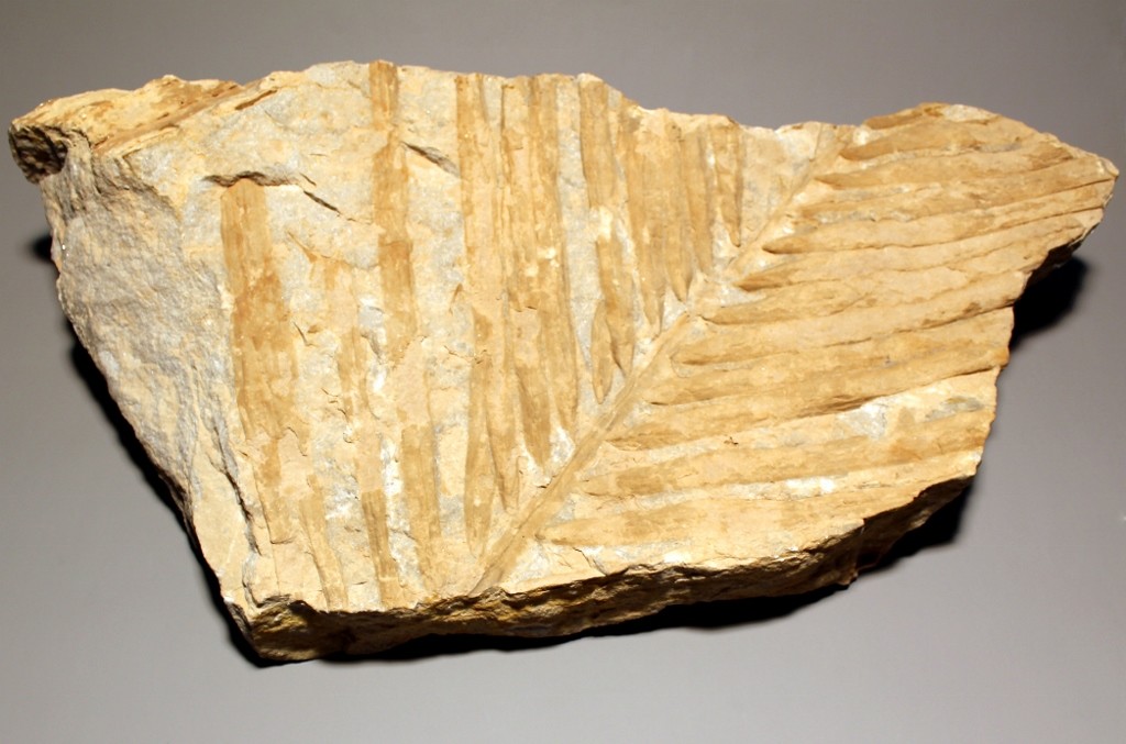 Abdruck eines Palmenwedels in Sandstein / Phönicites salicifolius (Museum für Naturkunde Chemnitz RR-F)