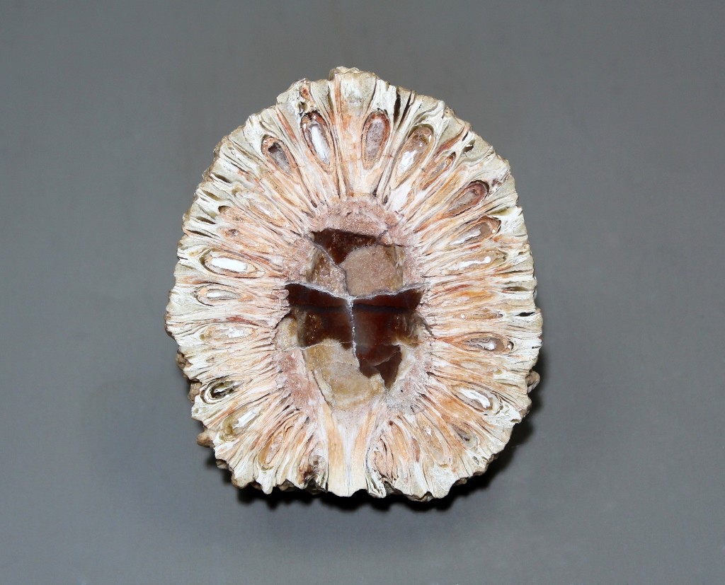 angeschliffene Hälfte eines Samenzapfens einer Araucarie in anatomischer (Zell-) Erhaltung / Araucaria mirabilis (Museum für Naturkunde Chemnitz RR-F)