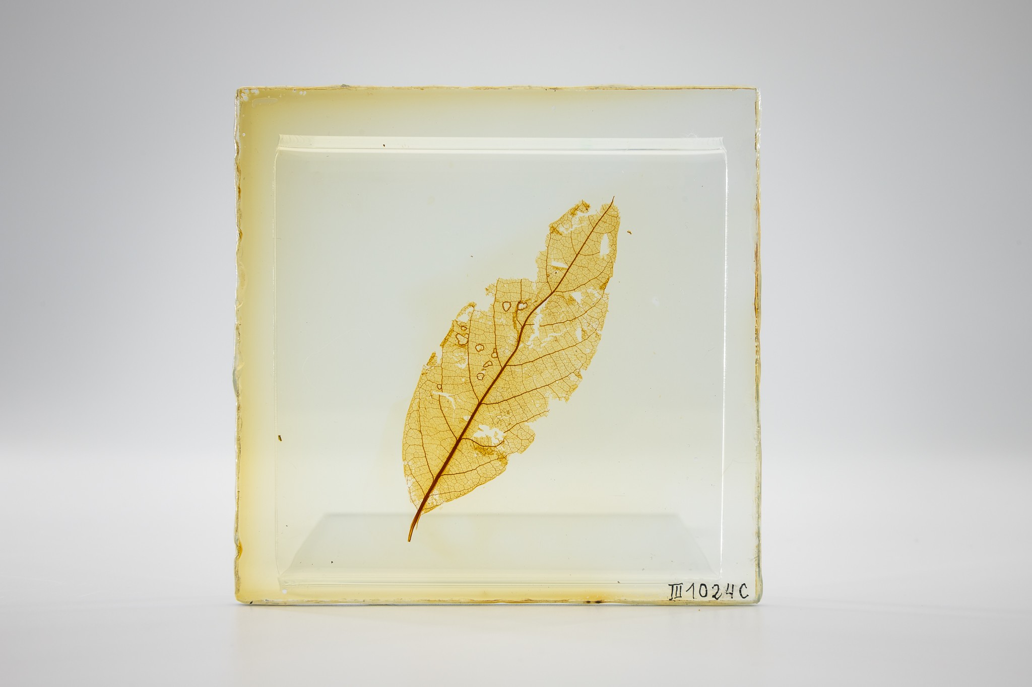 Mumifiziertes Blatt (Castanopsis toscana) (Museum der Westlausitz Kamenz CC BY-NC-SA)