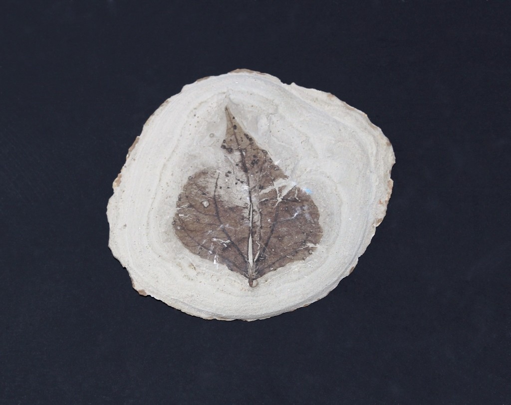 Pappelblatt mit Pilzbefall aus einer
feinschichtigen See-Ablagerung / Populus sp. mit Insektenbefall, inkohlt (Museum für Naturkunde Chemnitz RR-F)