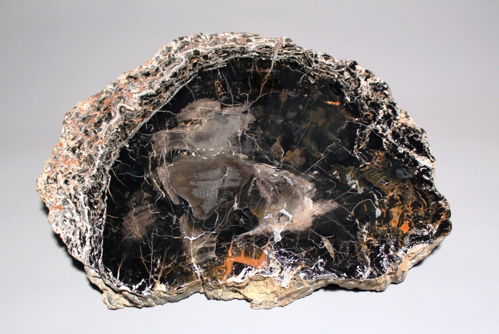 Querschnitte von Koniferenstämmen mit verbrannter,
Holzkohle-artiger Oberfläche / Agathoxylon (Museum für Naturkunde Chemnitz RR-F)