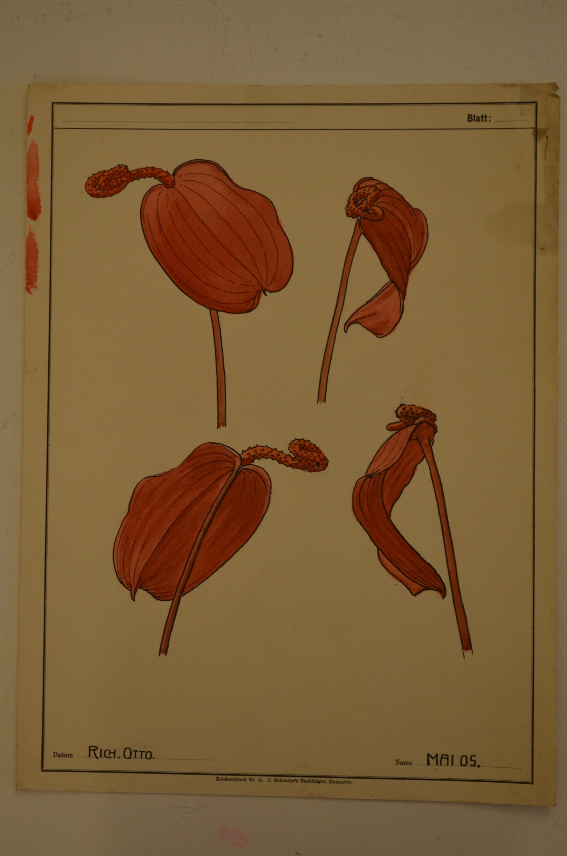 Grafik: Blütenstudie (Kulturhistorisches Museum Görlitz CC BY-NC-SA)